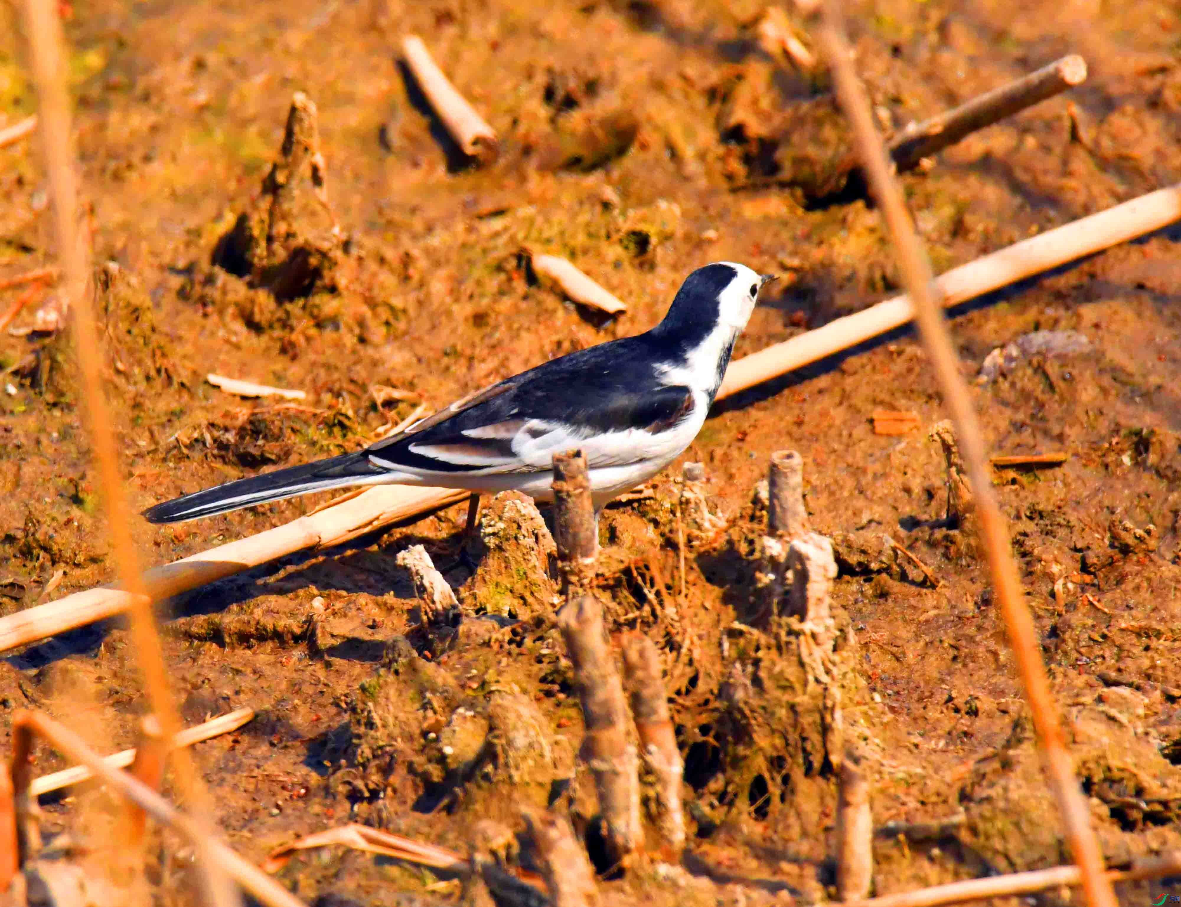 DSC_5091.JPG