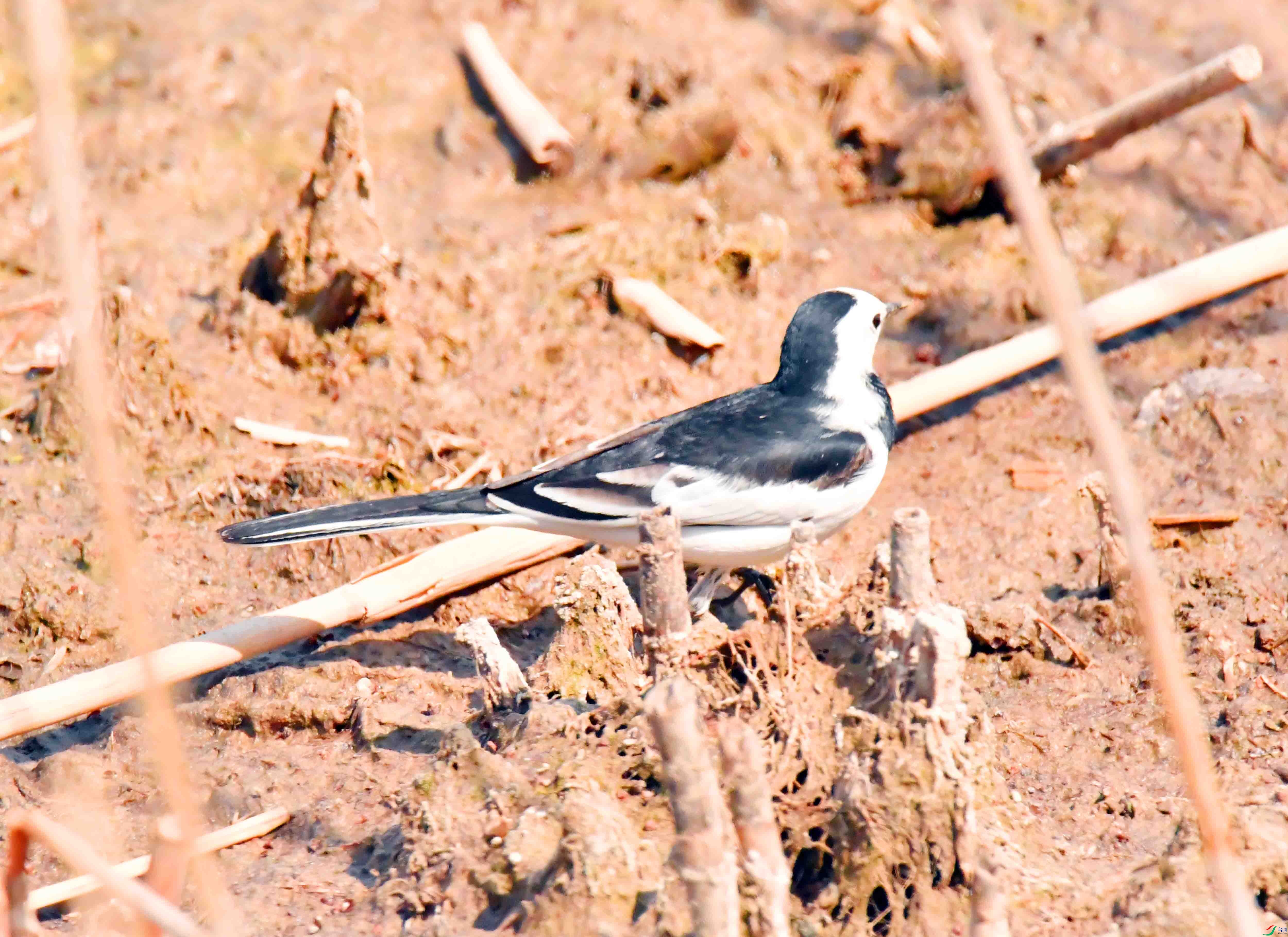 DSC_5092.JPG