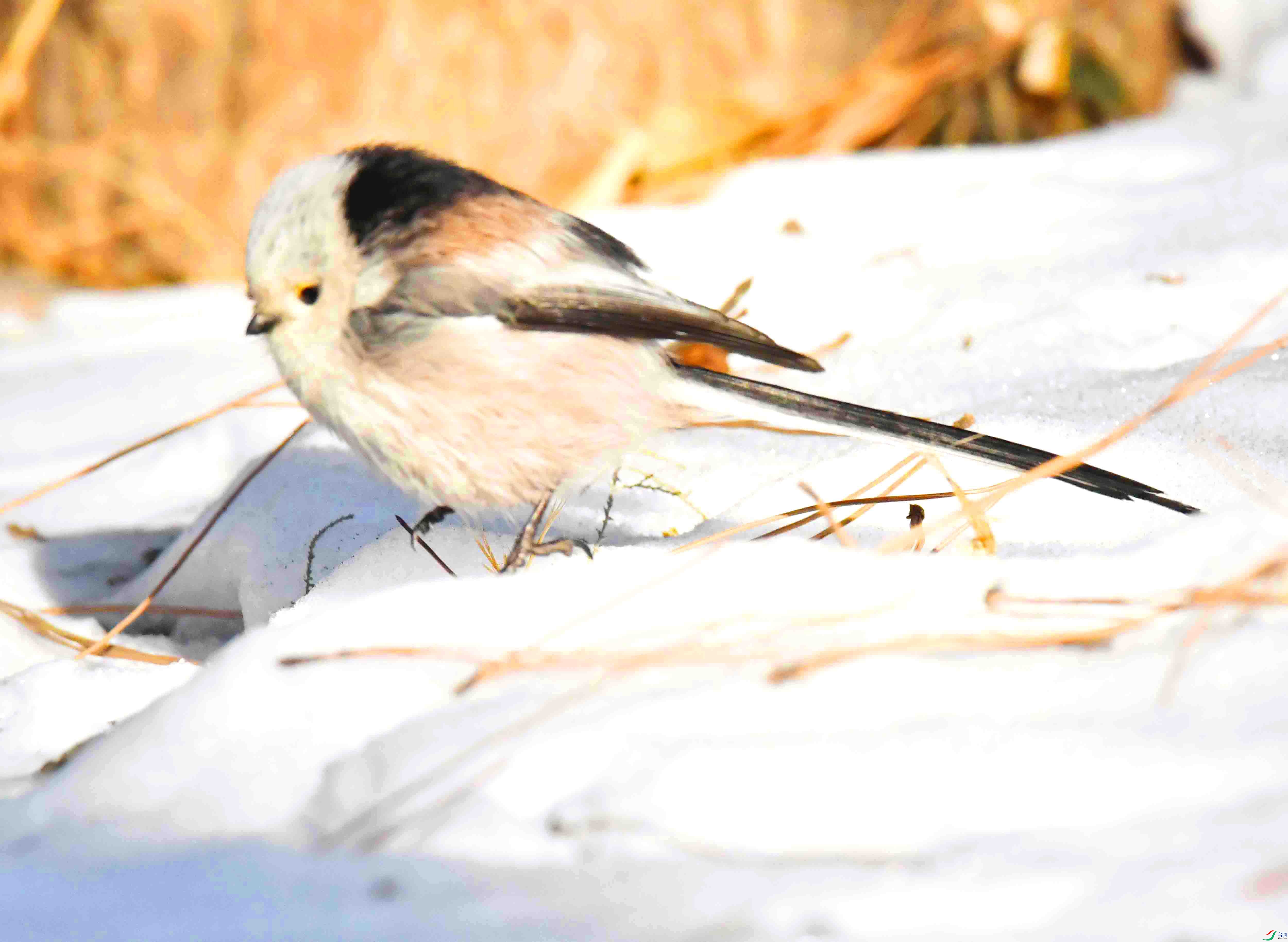 DSC_2640.JPG