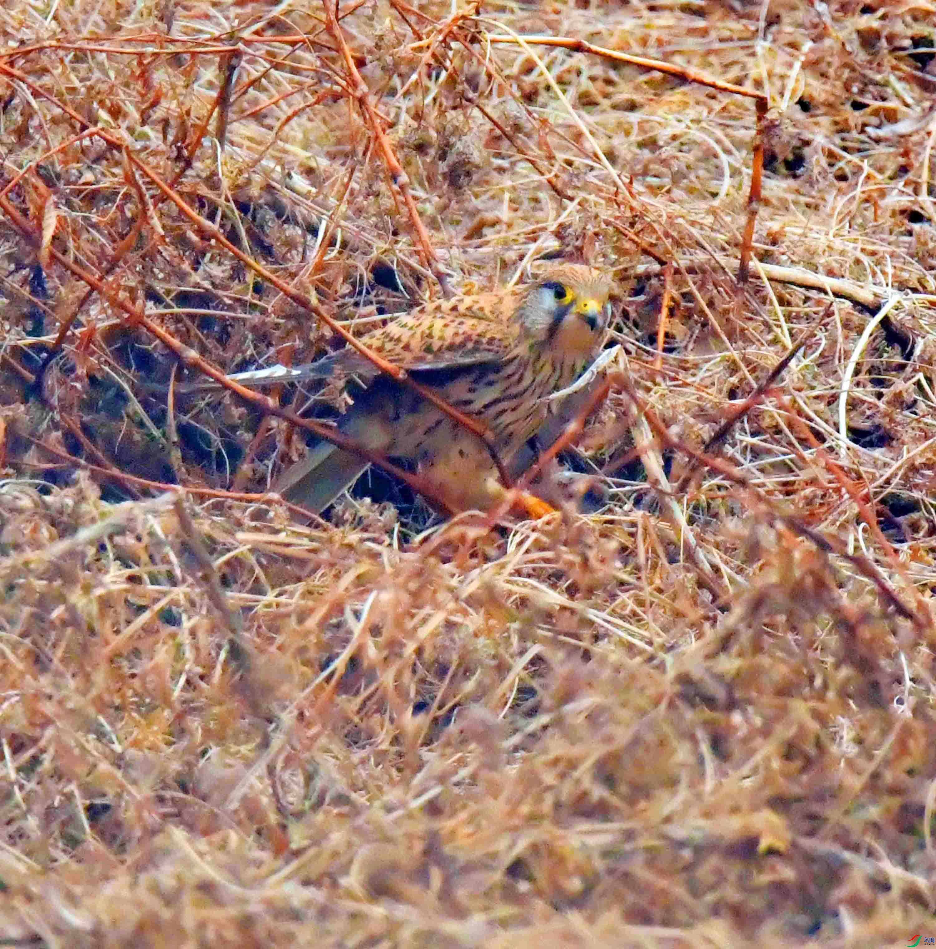DSC_3927.JPG