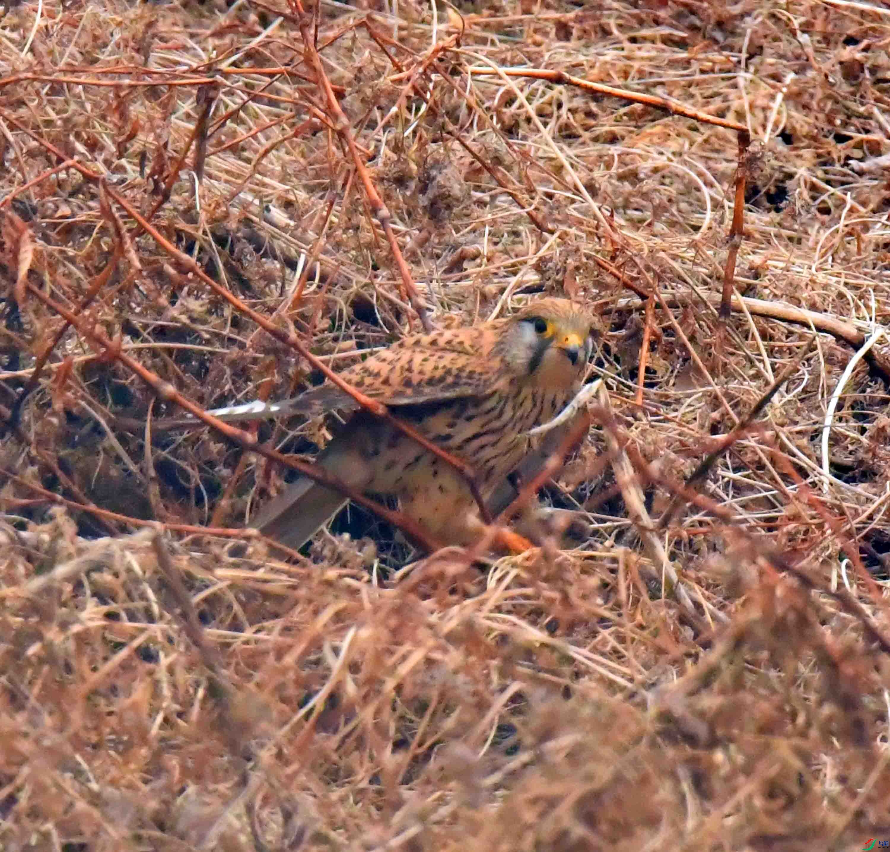 DSC_3928.JPG