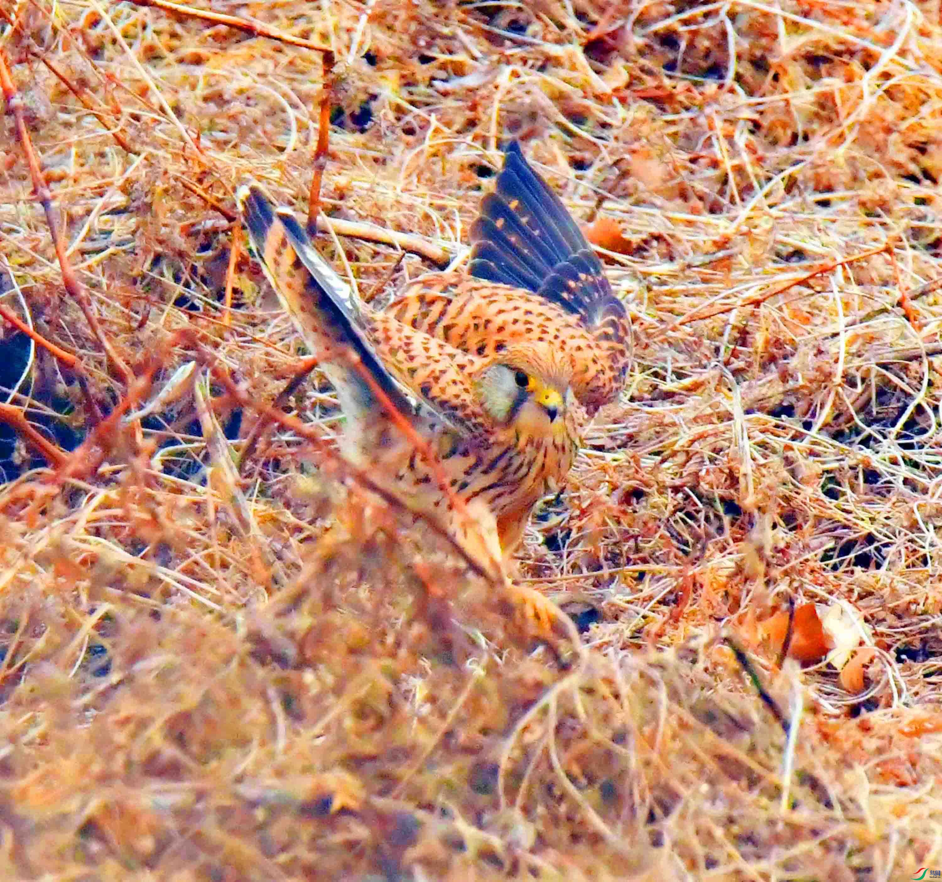 DSC_3929.JPG