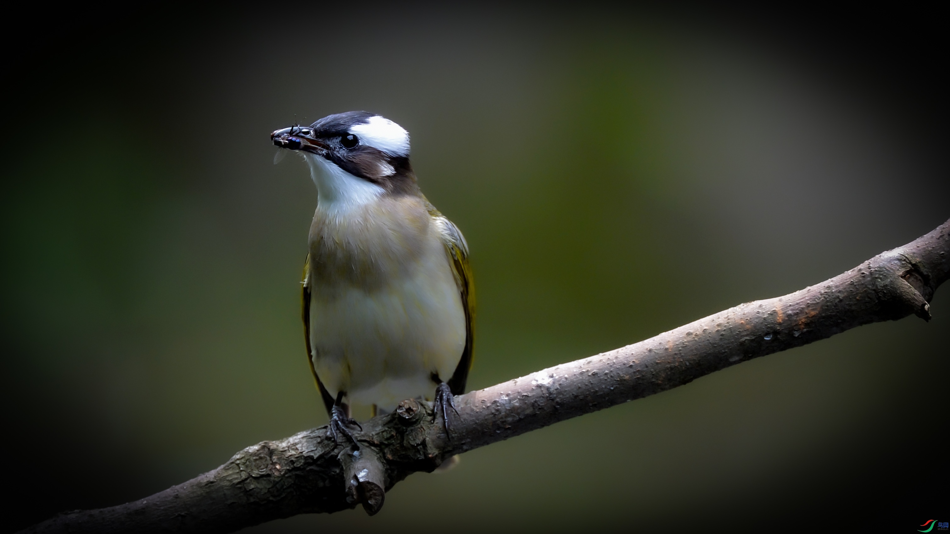DSC_7398.jpg