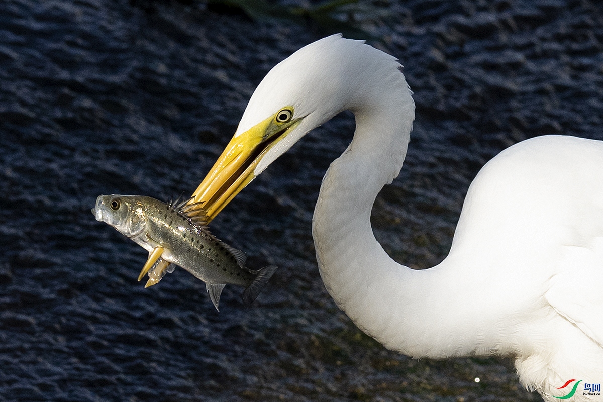 _DSC0300-.jpg
