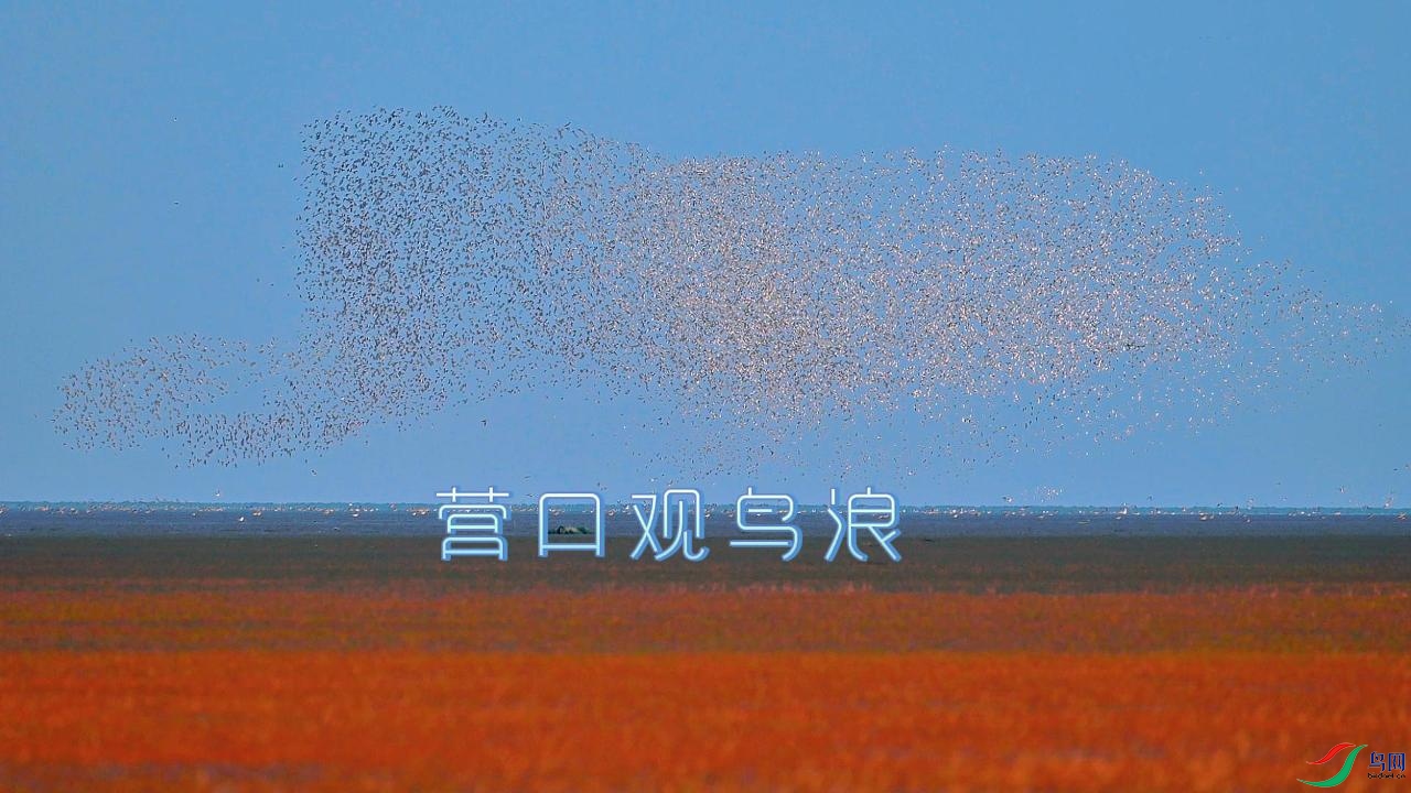 Ӫ�ڹ�����