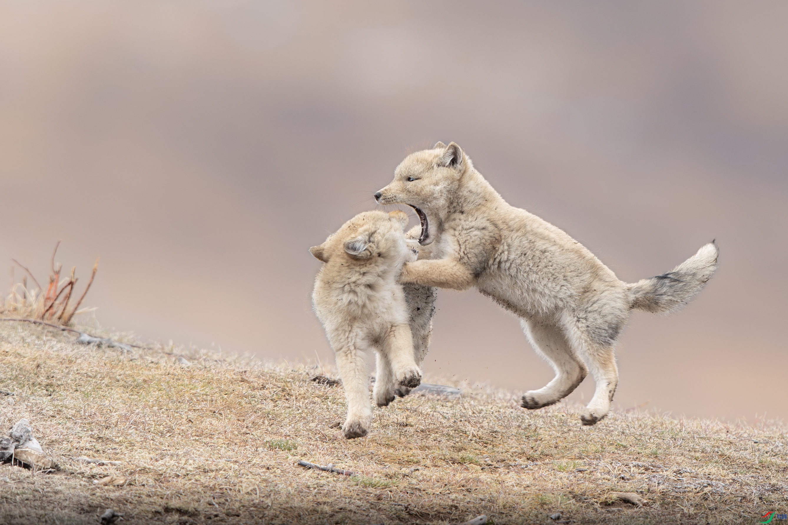 A15I4330- ����.jpg