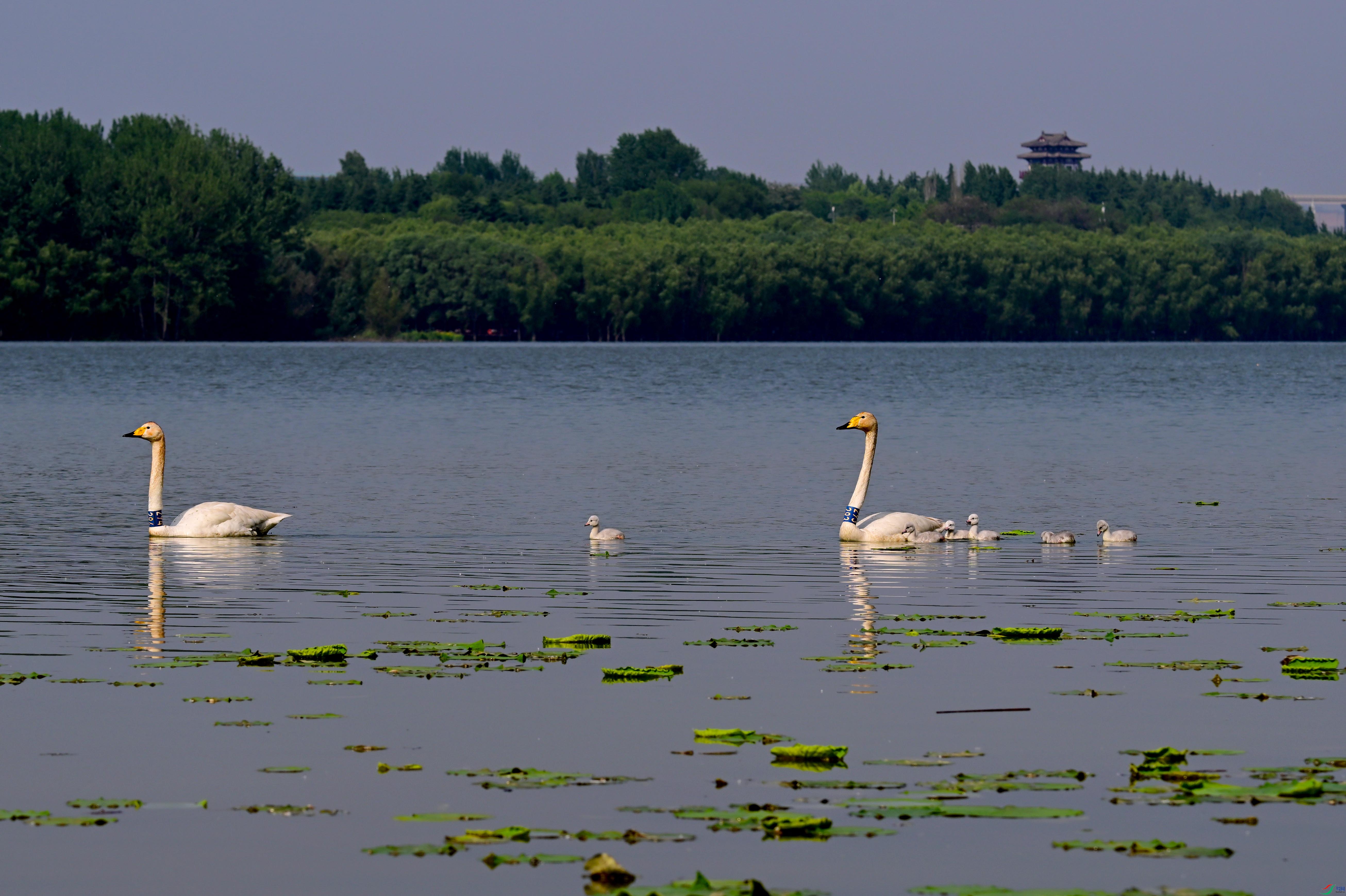 DSC_4715 ����.jpg