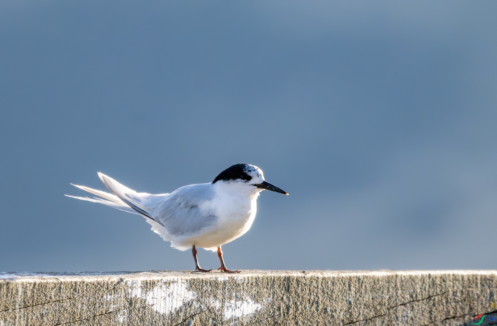 DSC_8041.jpg