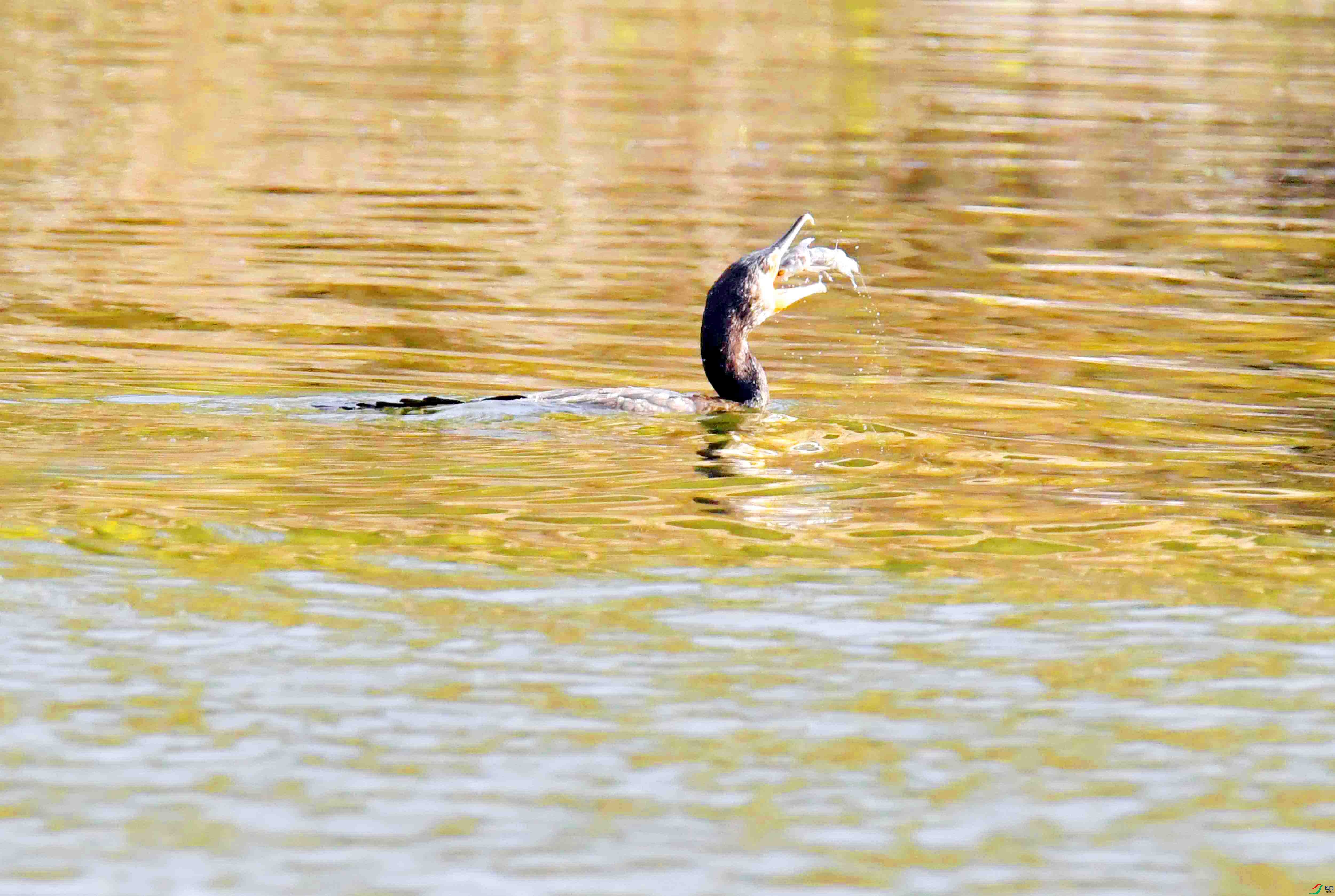 DSC_7458.JPG