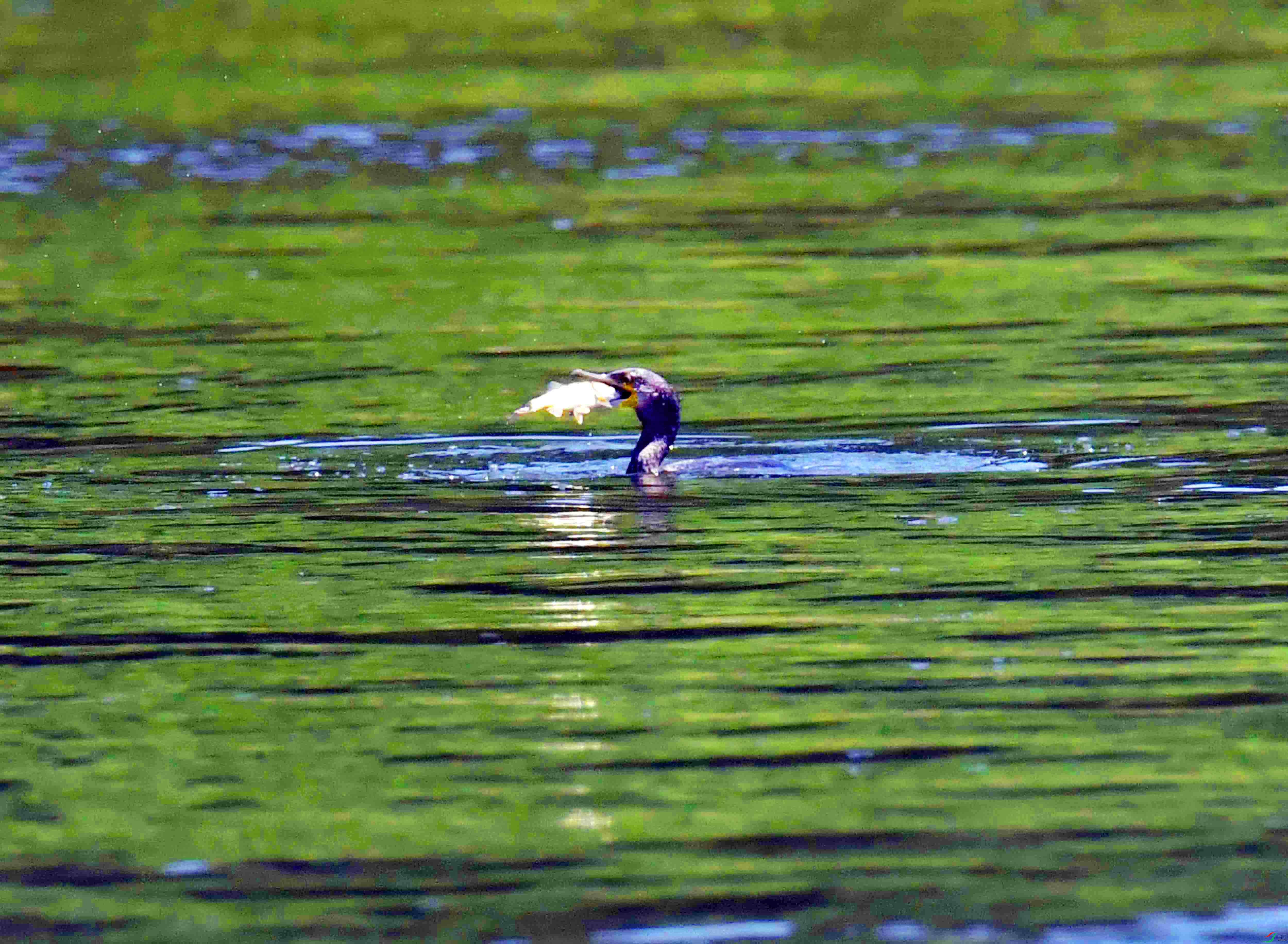 DSC_7478.JPG