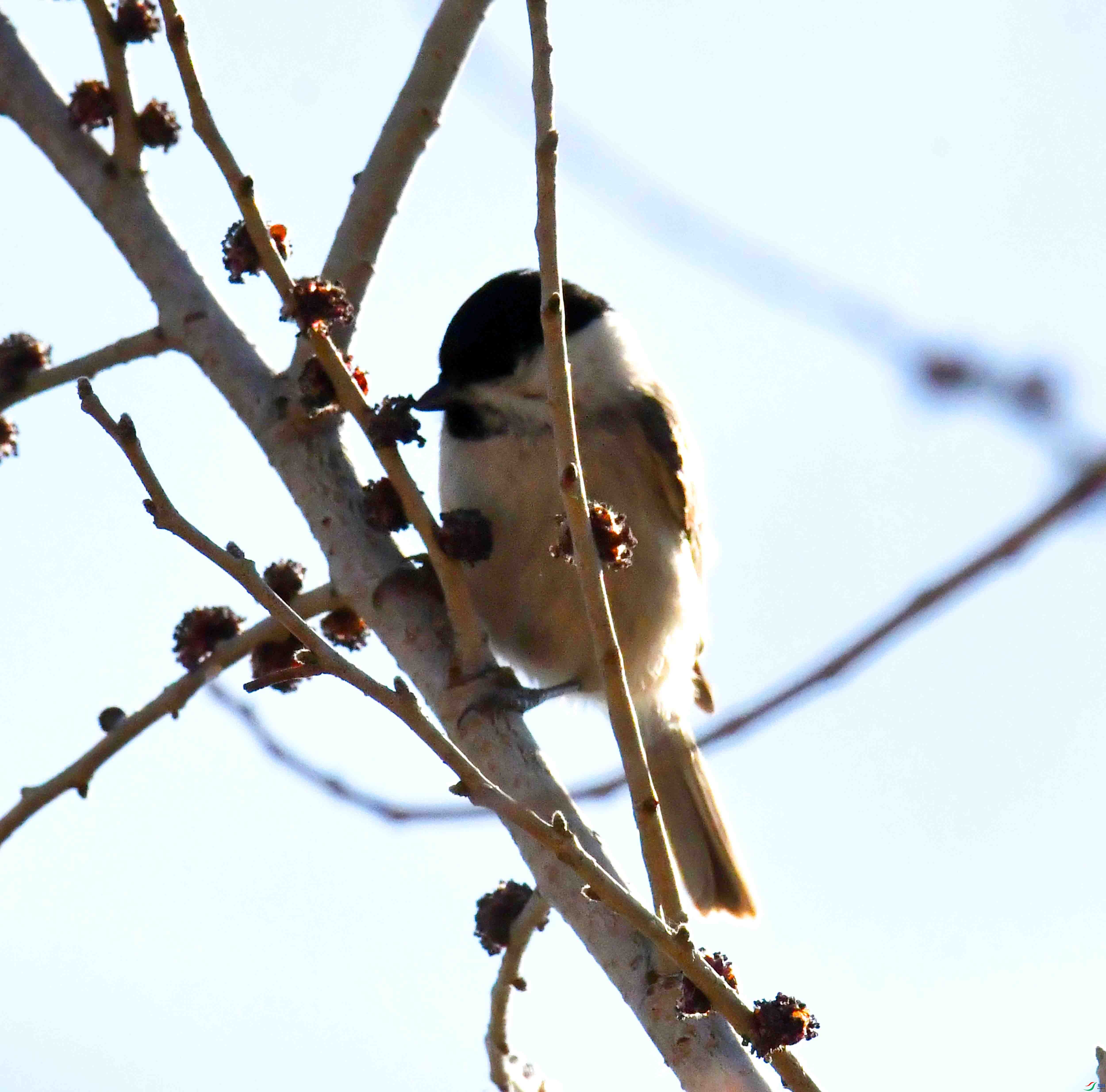 DSC_2159.JPG