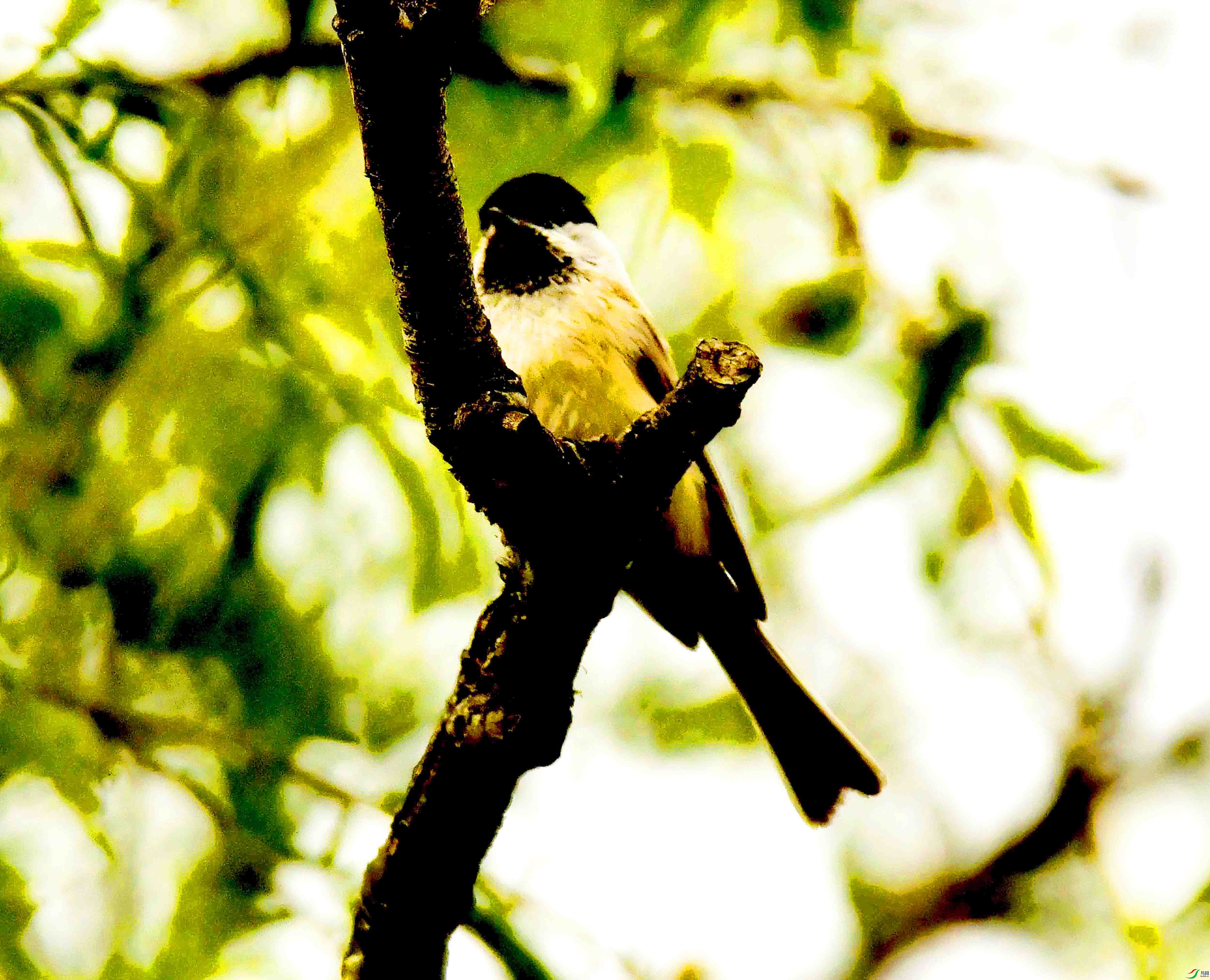 DSC_7927.JPG