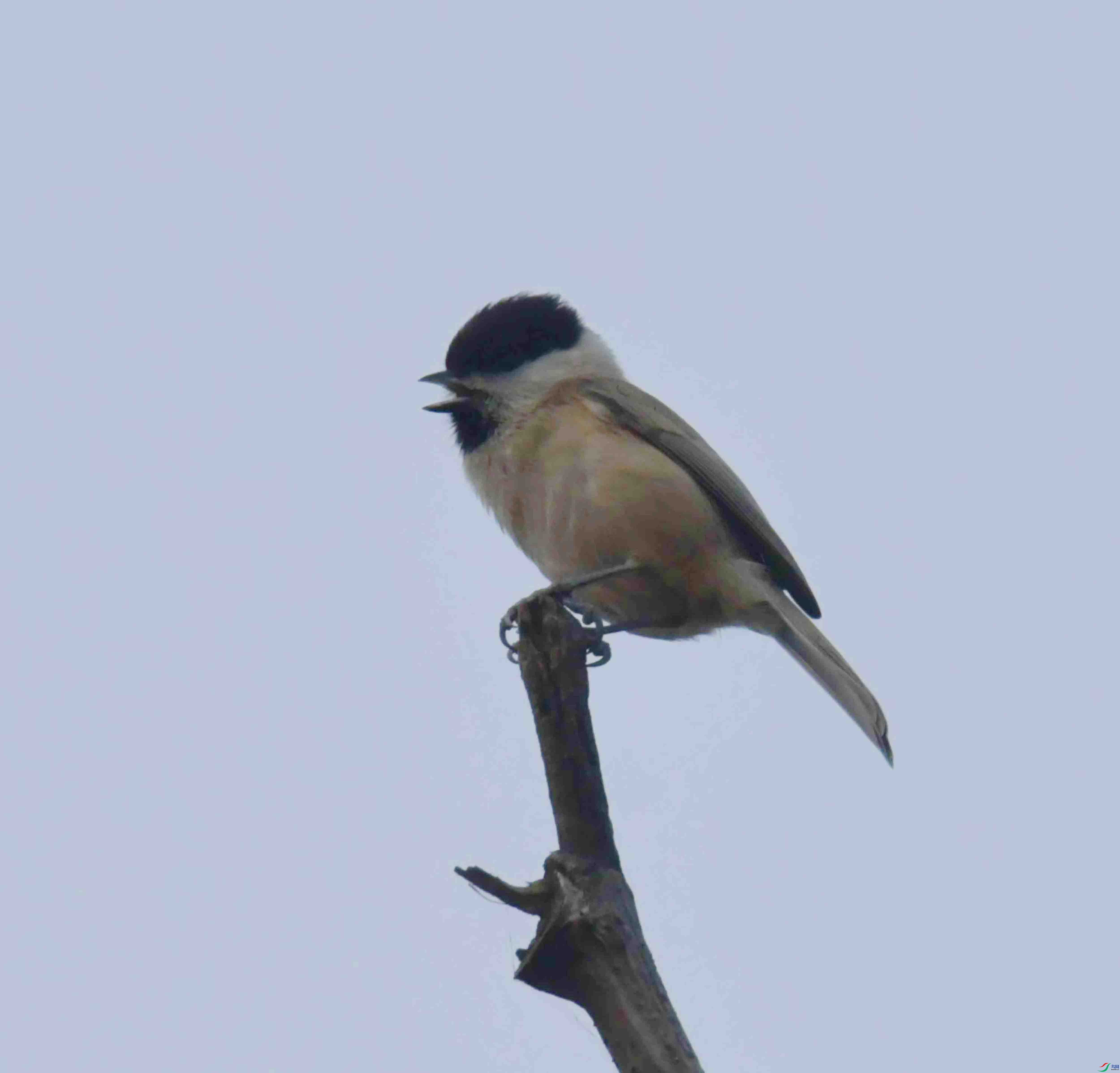 DSC_8965.JPG