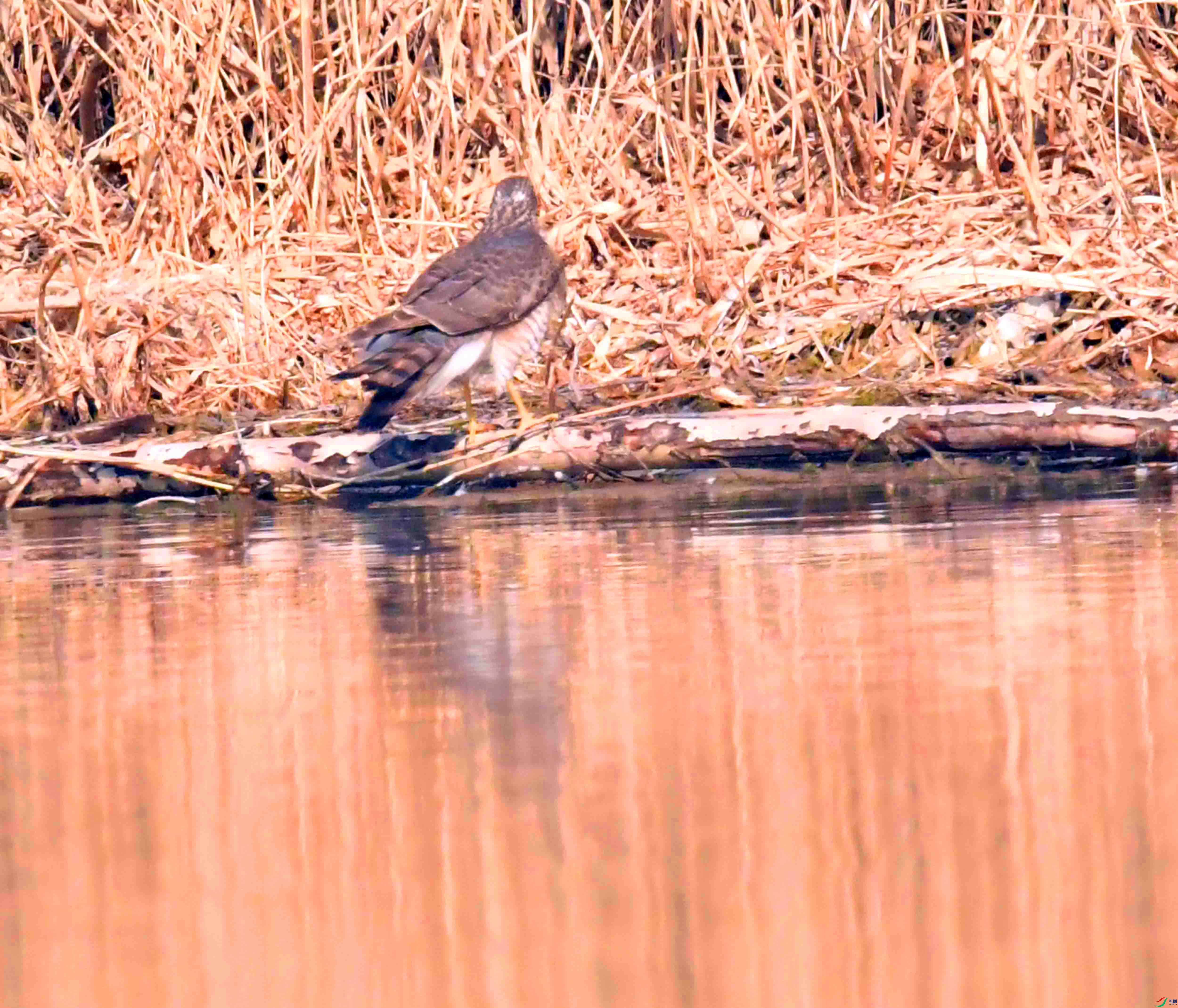 DSC_4623.JPG
