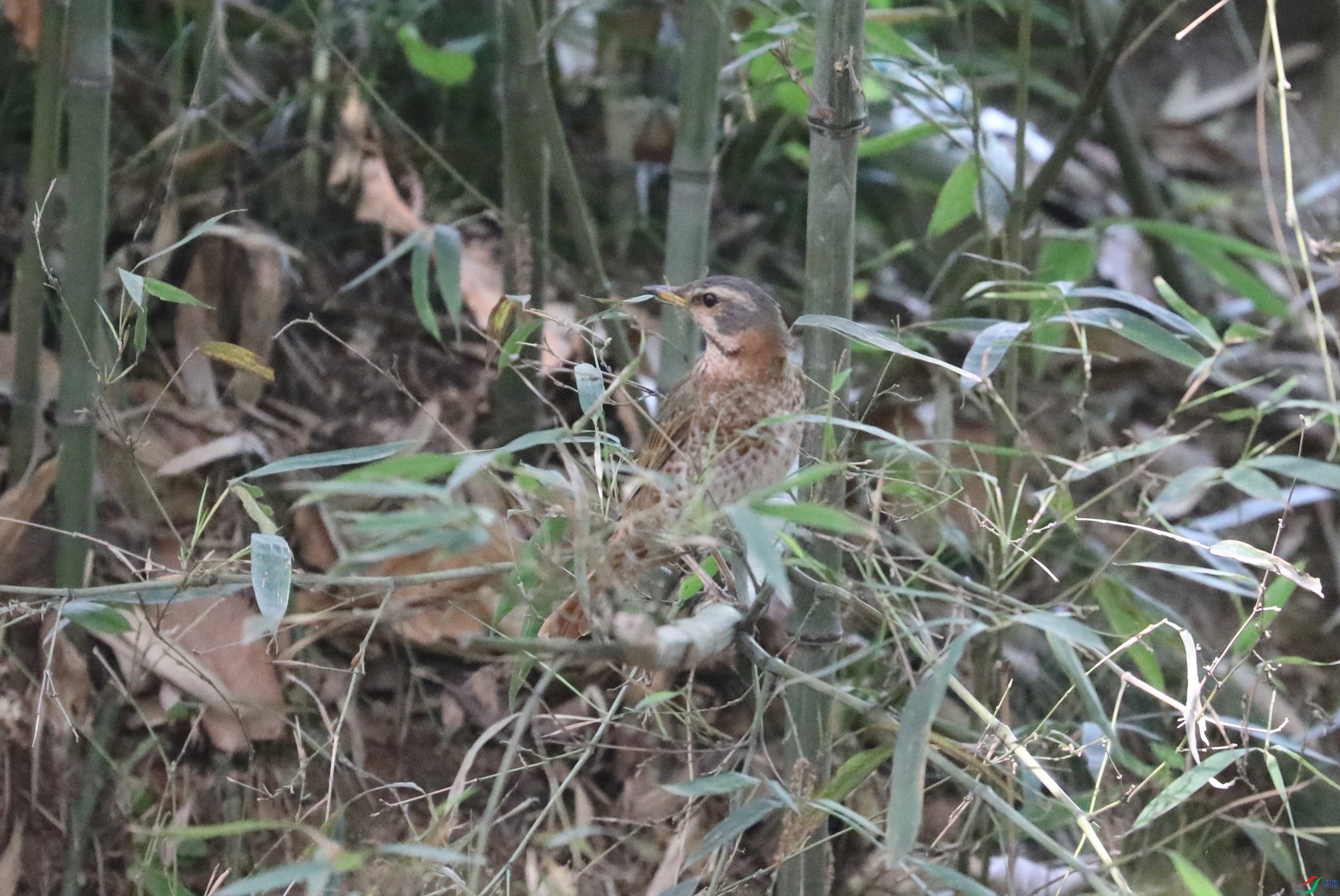 BL7A5388.JPG