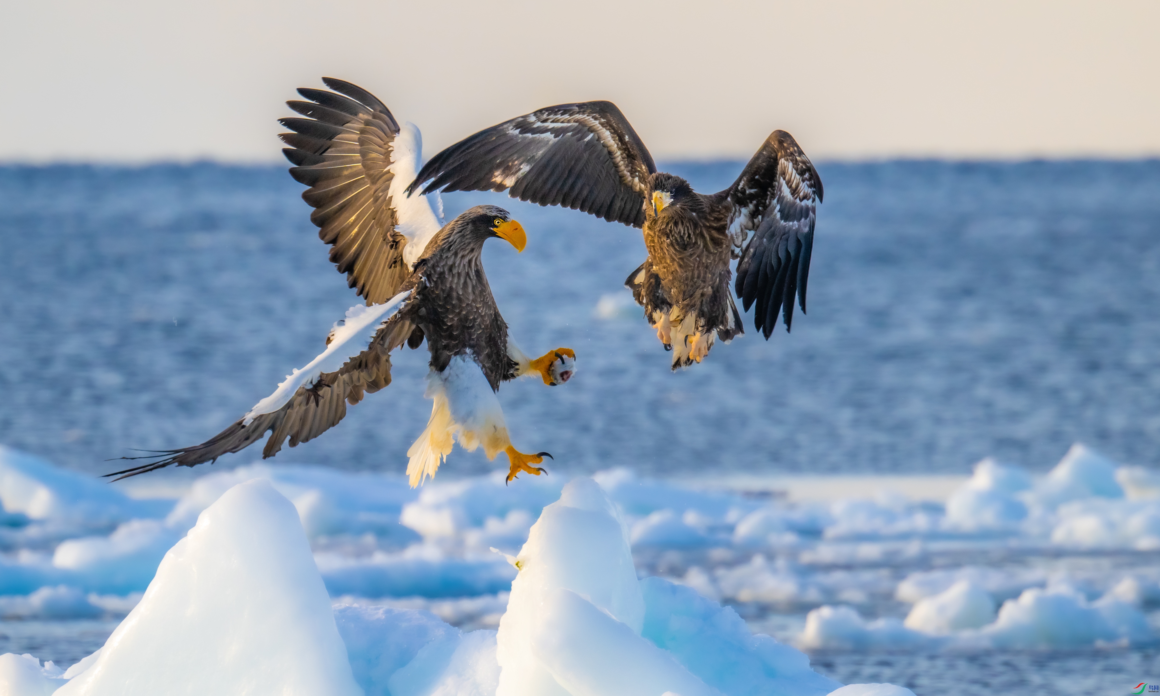 _DSC1342-1.jpg
