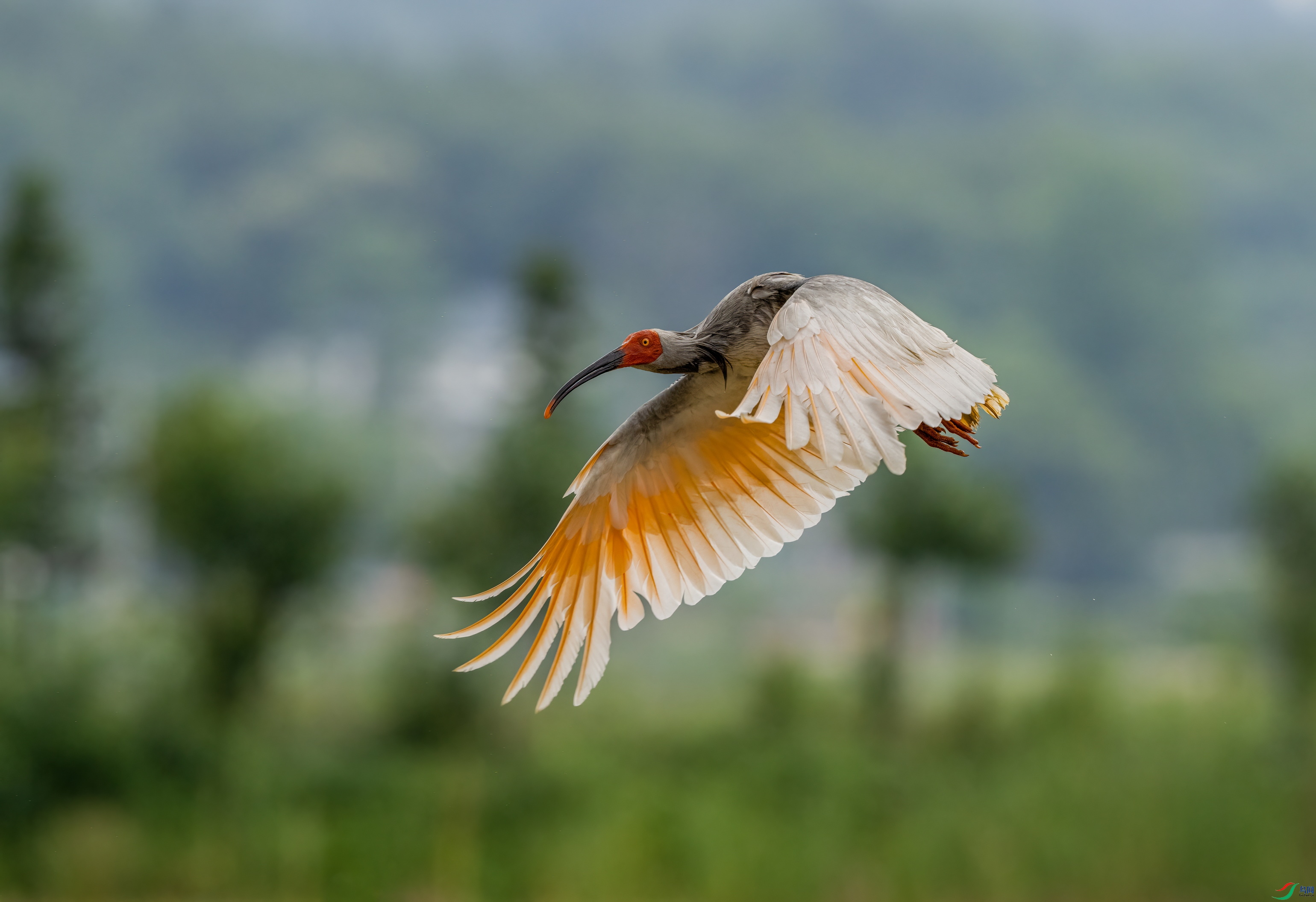 DSC06486 �������q.jpg