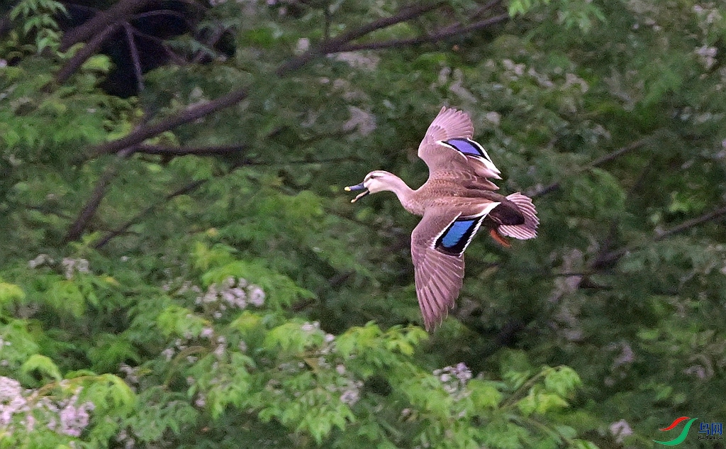 DSC_2339.JPG