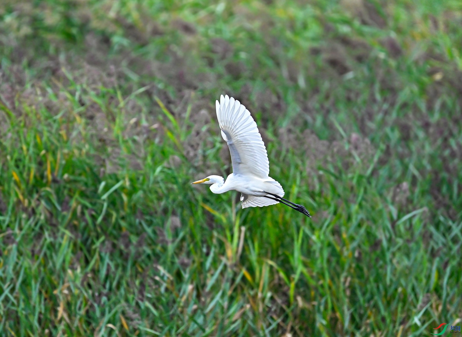 _DSC1690f.jpg