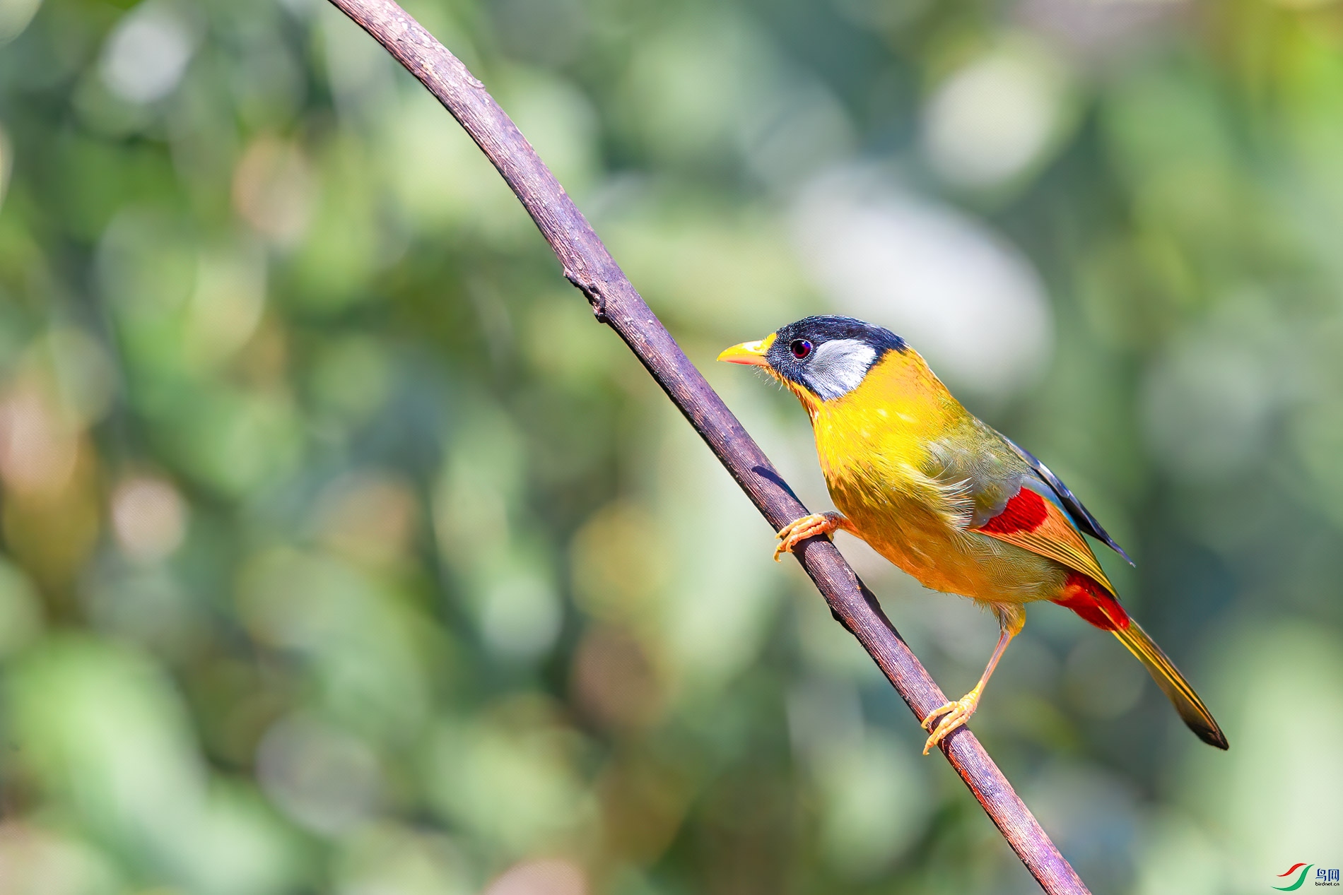 a_45089-1.jpg