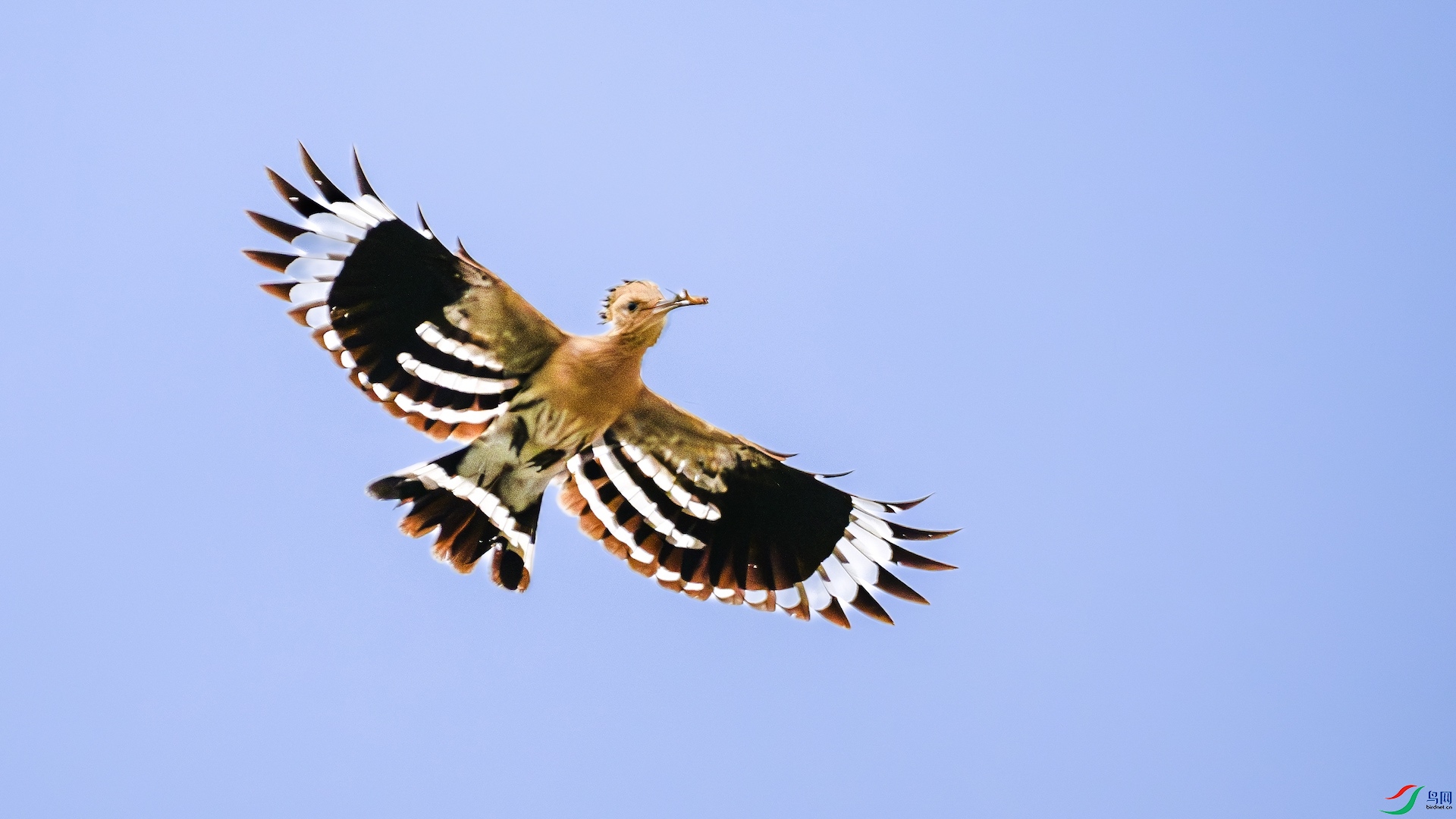 3_XXL5489-����ǿ-NR ����.jpg1 ����.jpeg