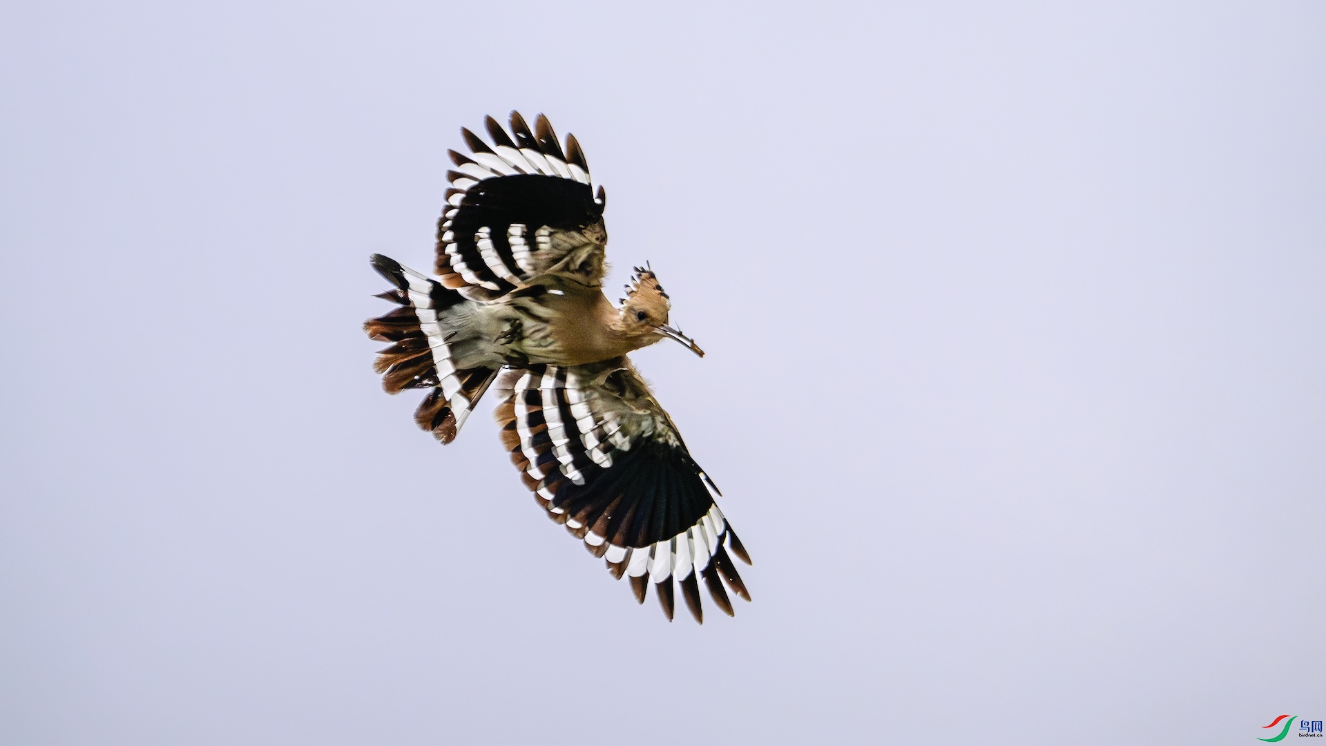 3_XXL5657-����ǿ-NR ���� 2.jpeg