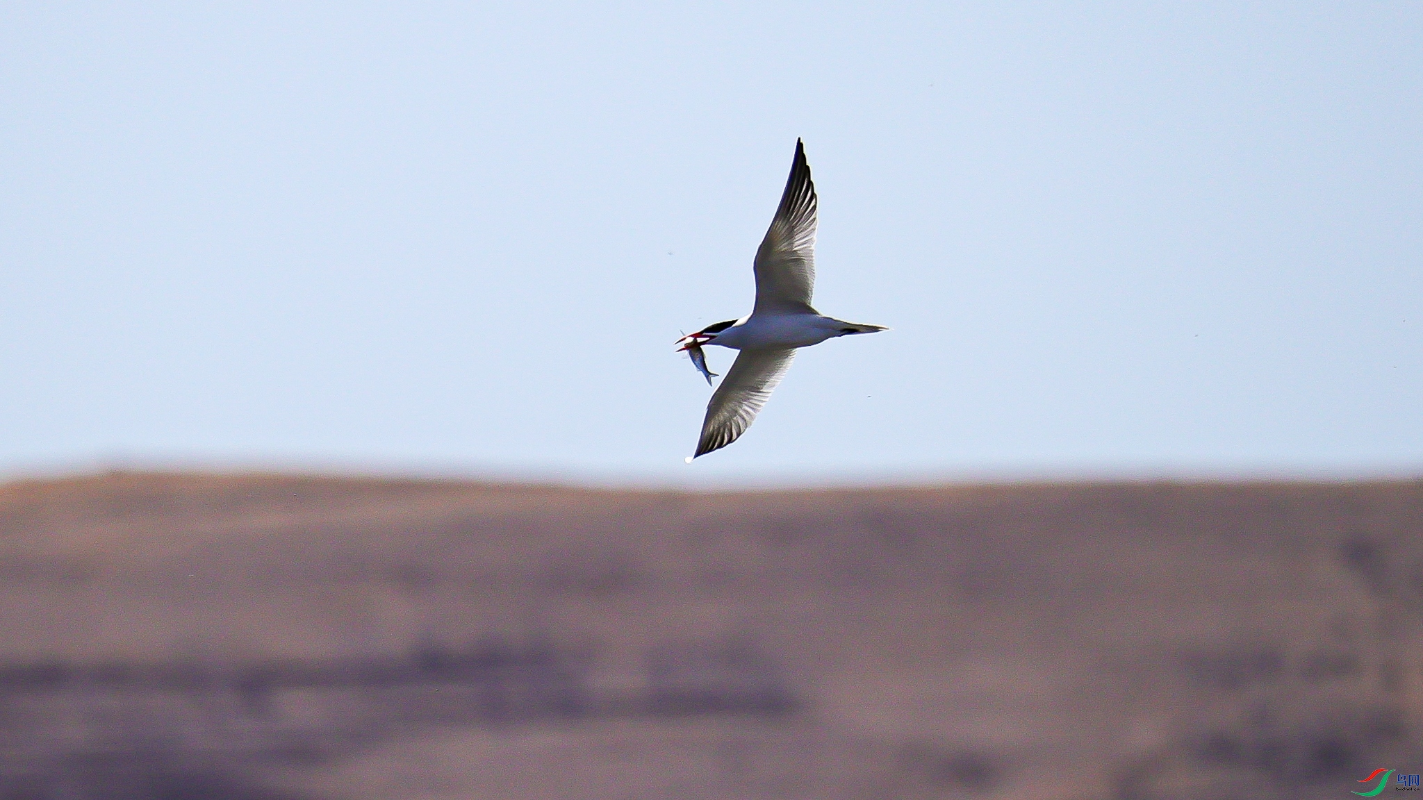 ��ŷ������ 1