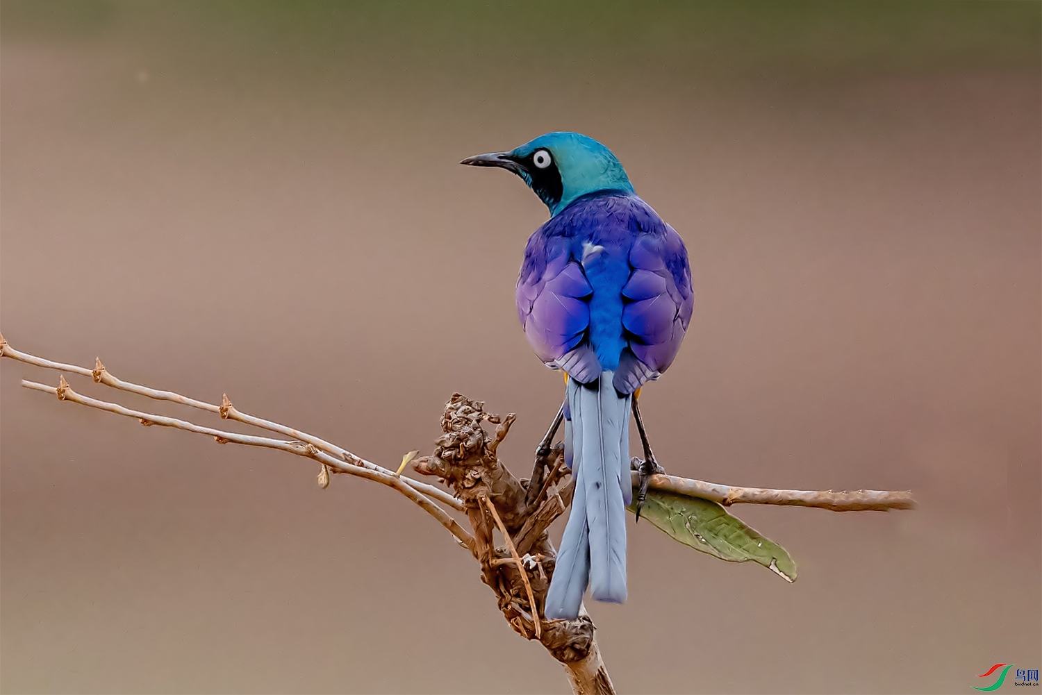 DSC_8681.jpg