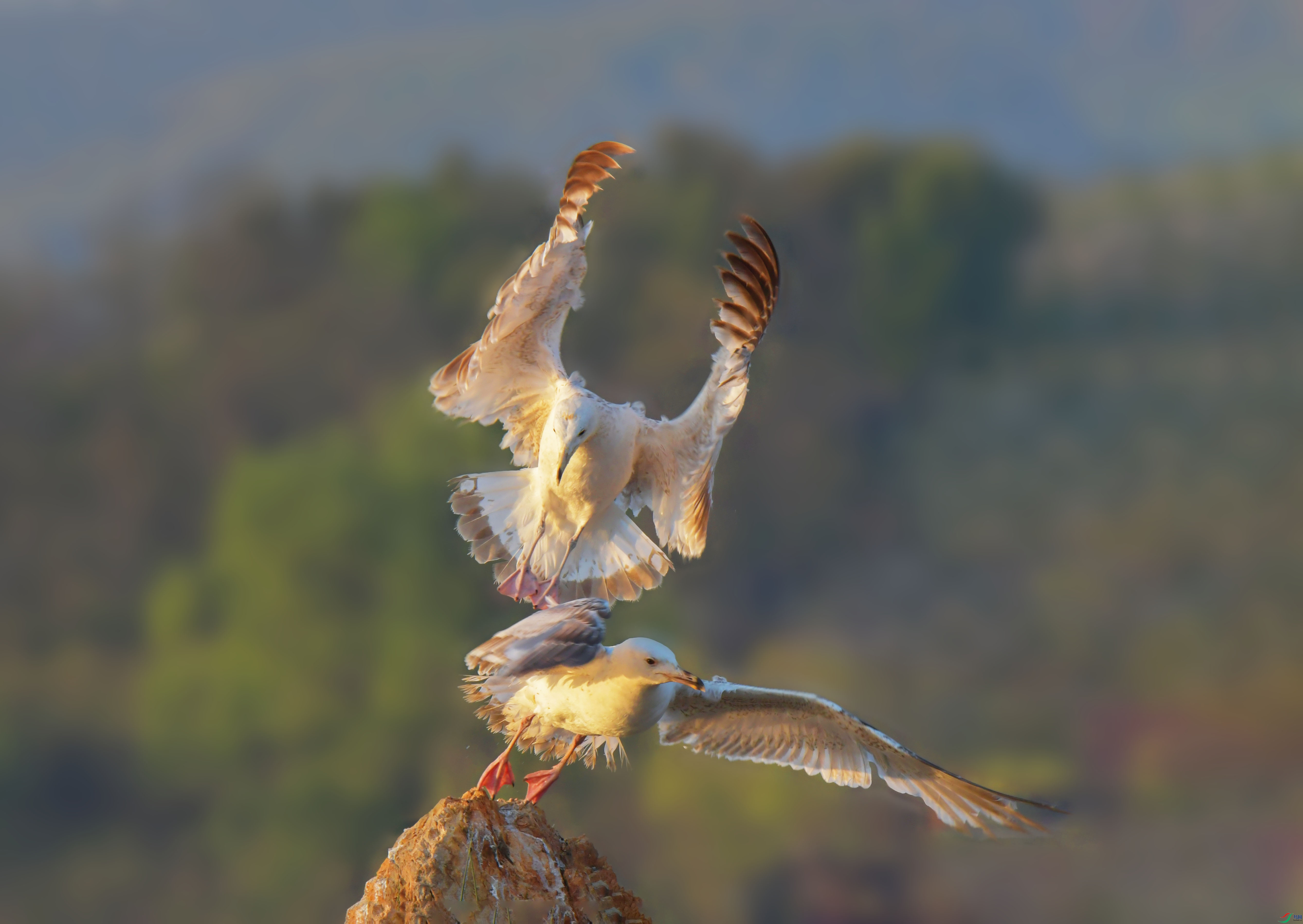 DSC_6305 -1.jpg