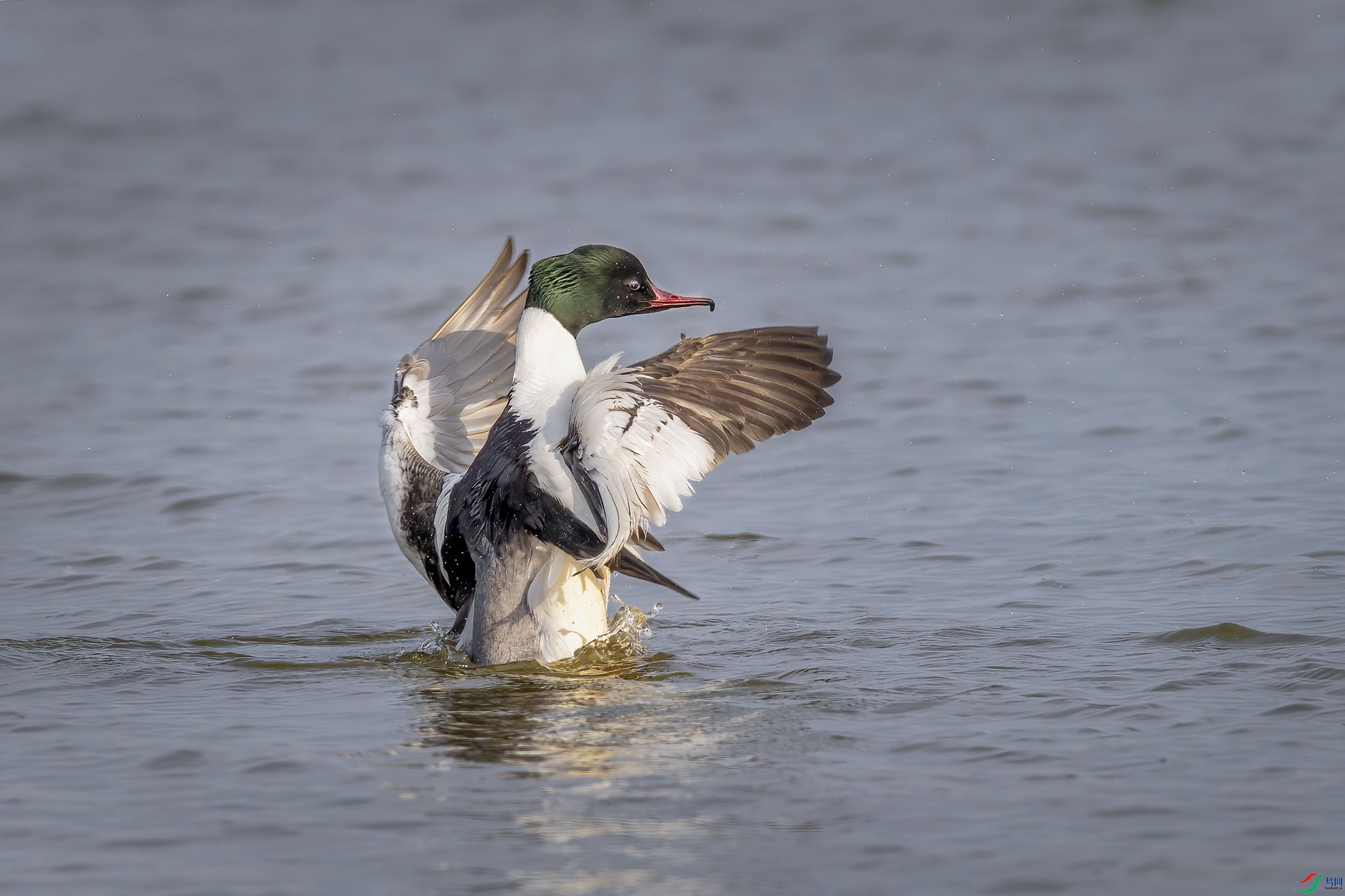 DSC_7173 ����.jpg