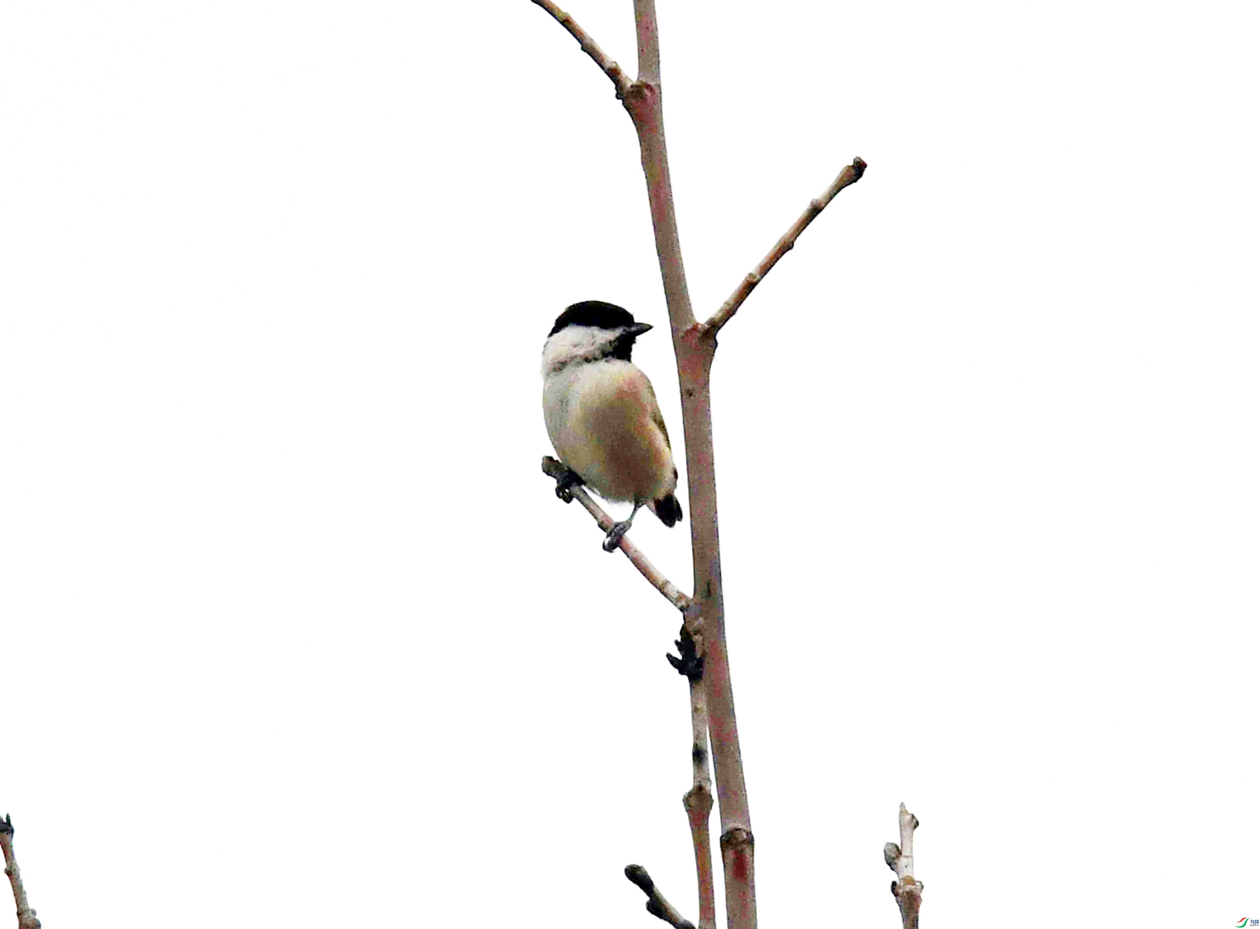 DSC_9917.JPG
