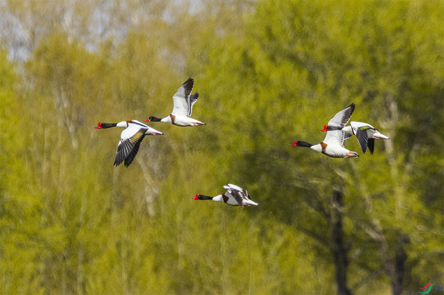 1K3A8298 ����1.jpg