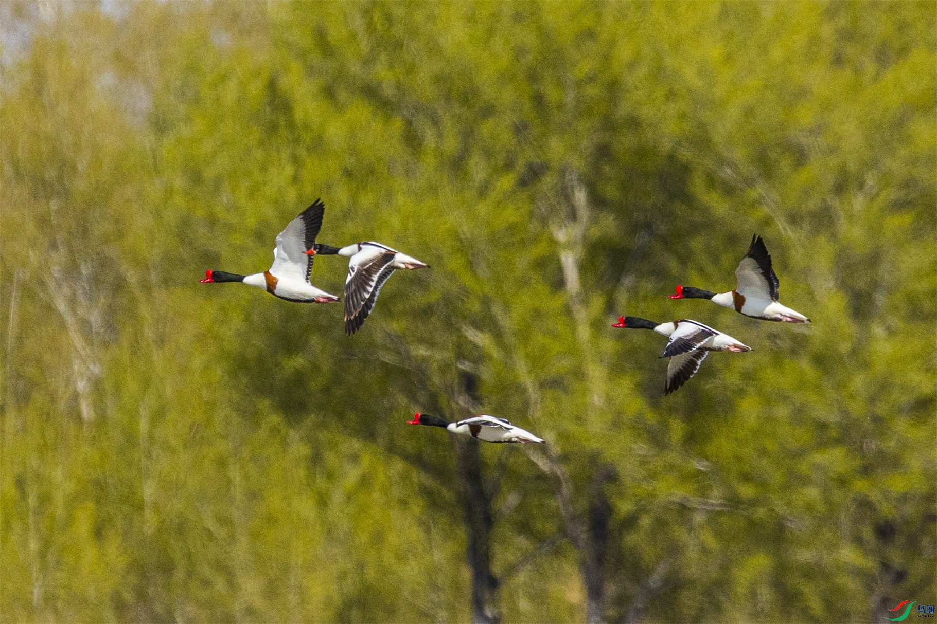 1K3A8296 ����1.jpg