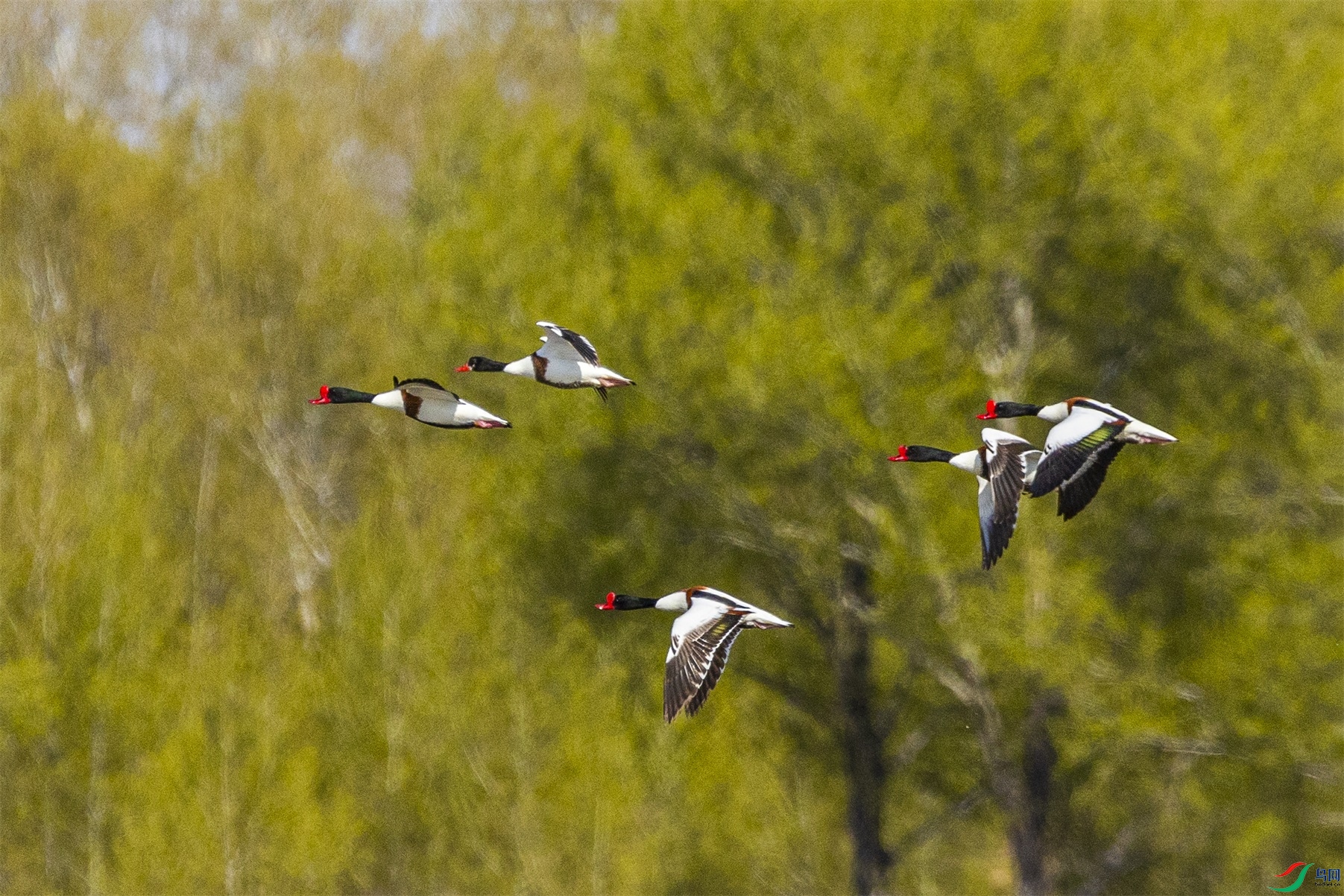 1K3A8297 ����1.jpg