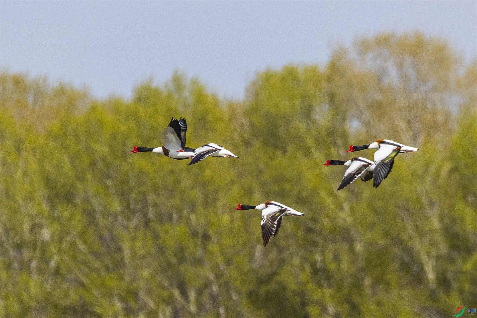 1K3A8299 ����1.jpg