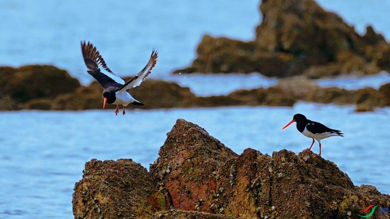 �ϵ�������