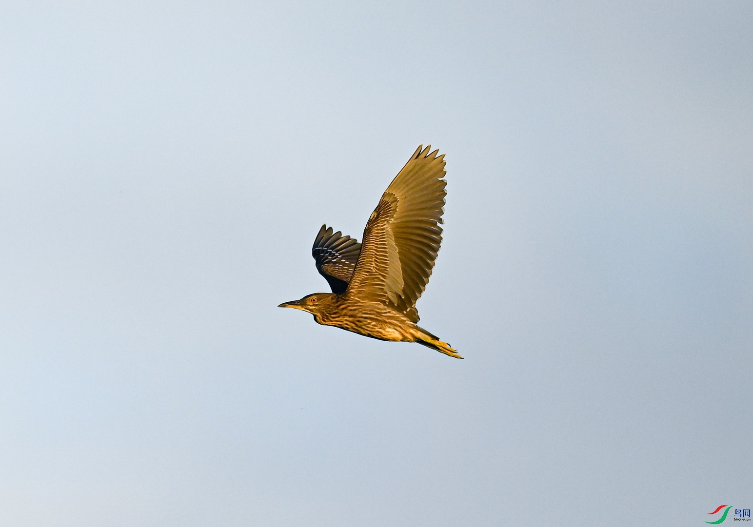 _DSC6898f.jpg