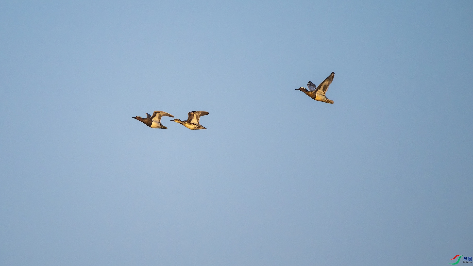 2_XXL5959-����ǿ-NR ����.jpeg