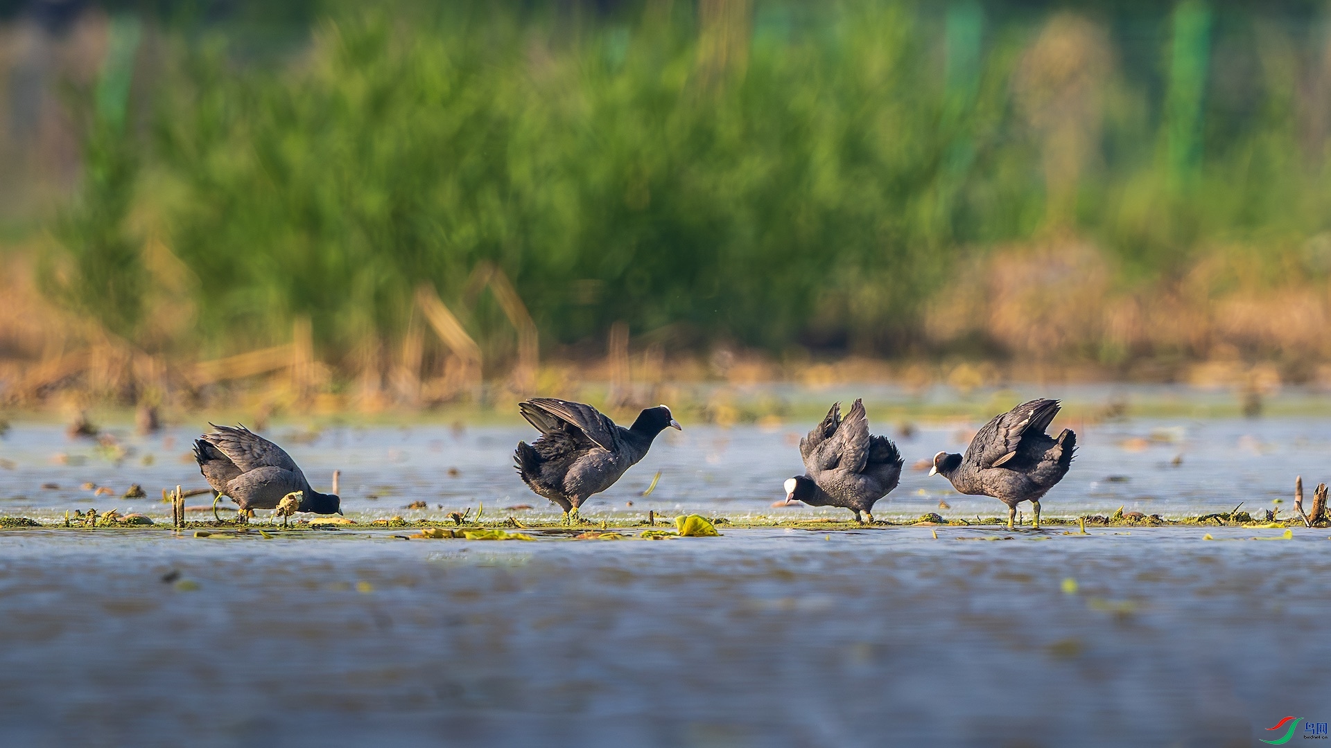 2_XXL6338-����ǿ-NR ����.jpeg