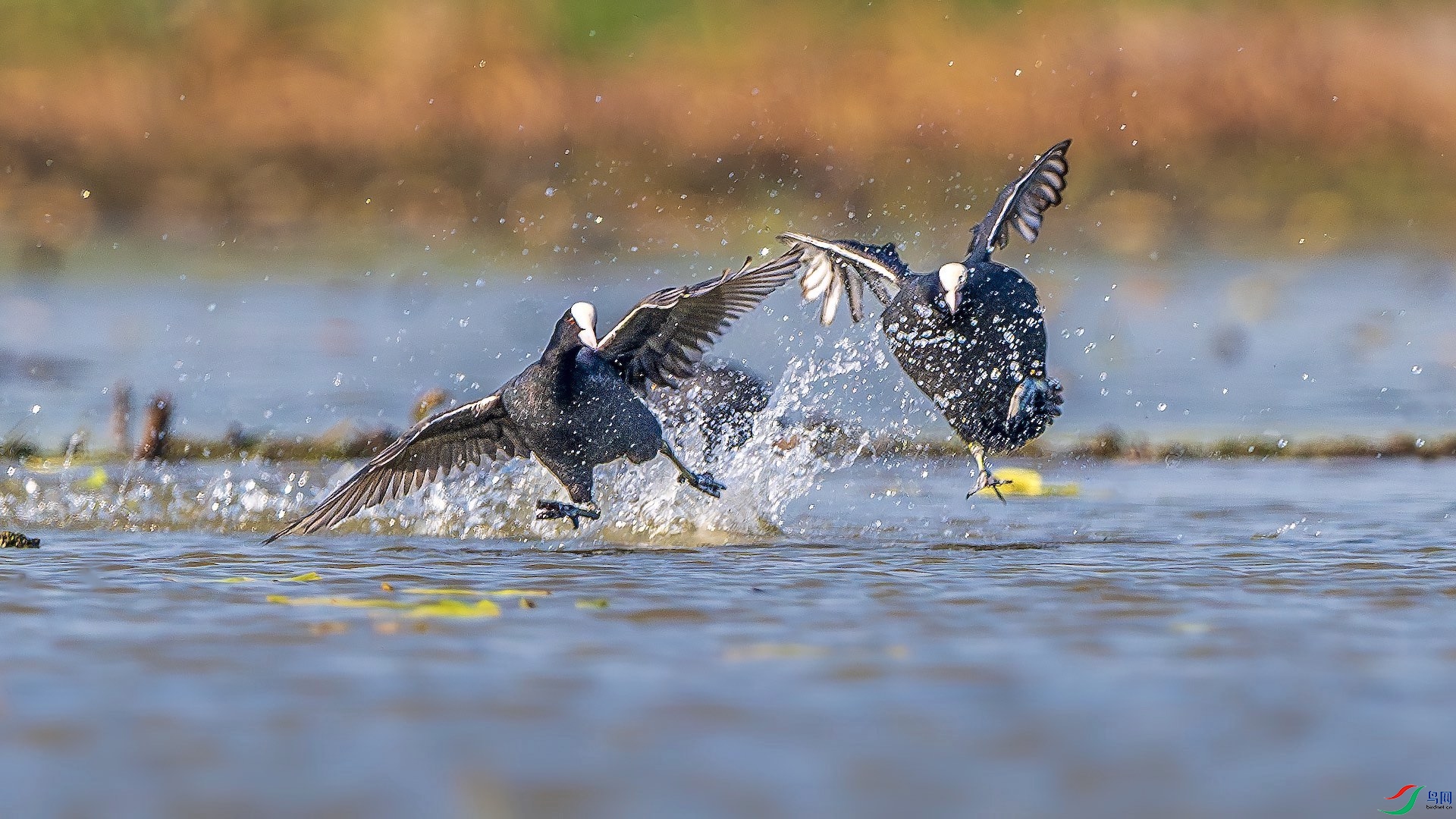 2_XXL6375-����ǿ-NR ����.jpeg