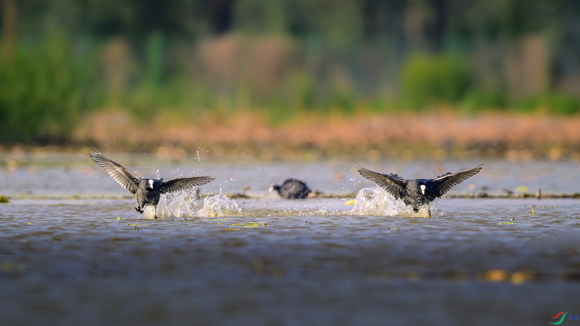 3_XXL6387-����ǿ-NR ����.jpeg