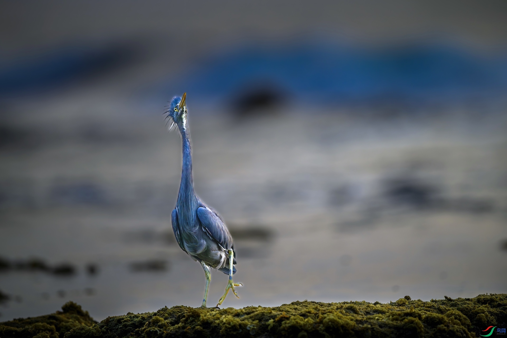 6_XXL6805-����ǿ-NR ���� 2.jpeg