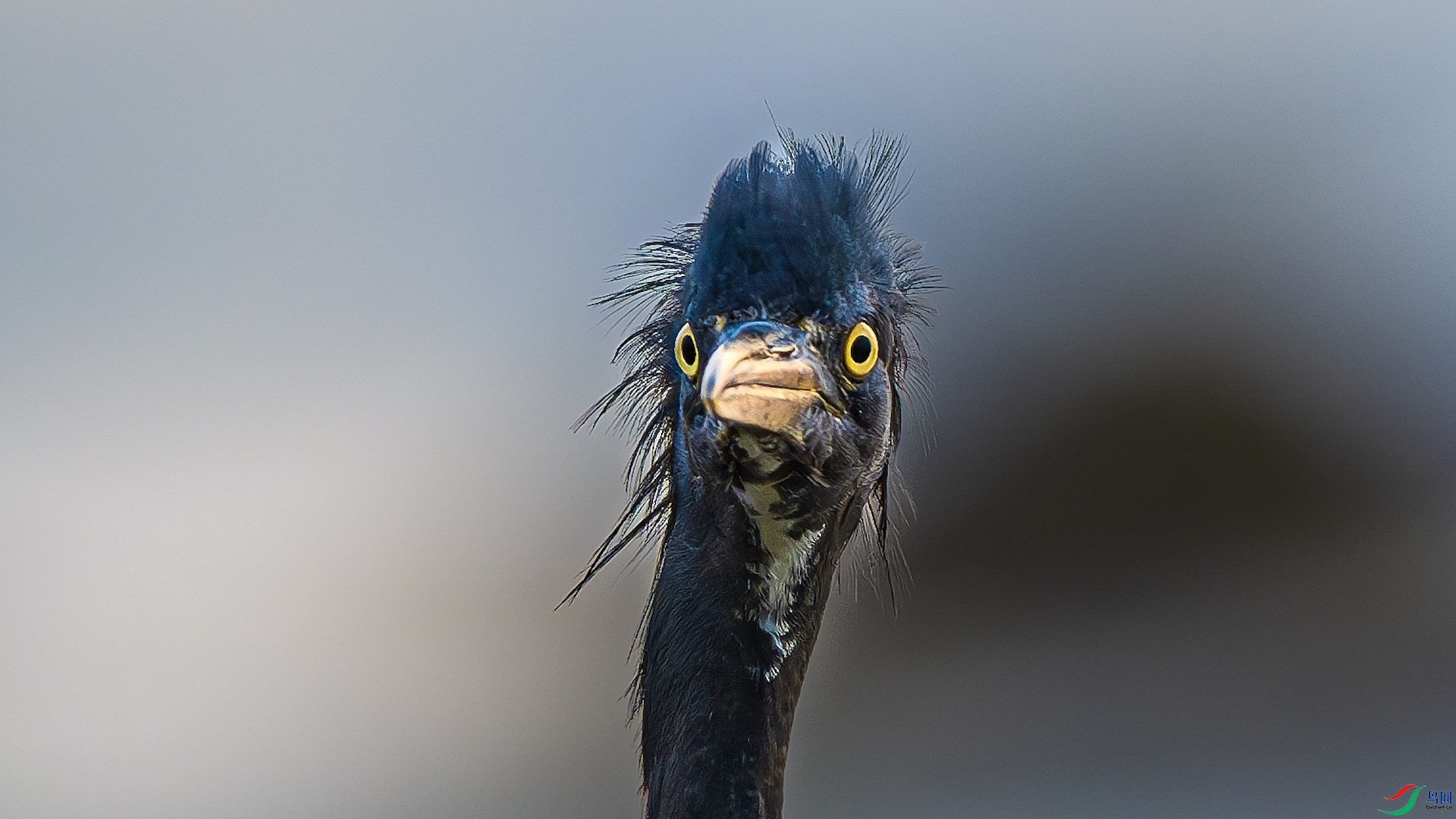 6_XXL6942-����ǿ-NR ����.jpg1.jpeg