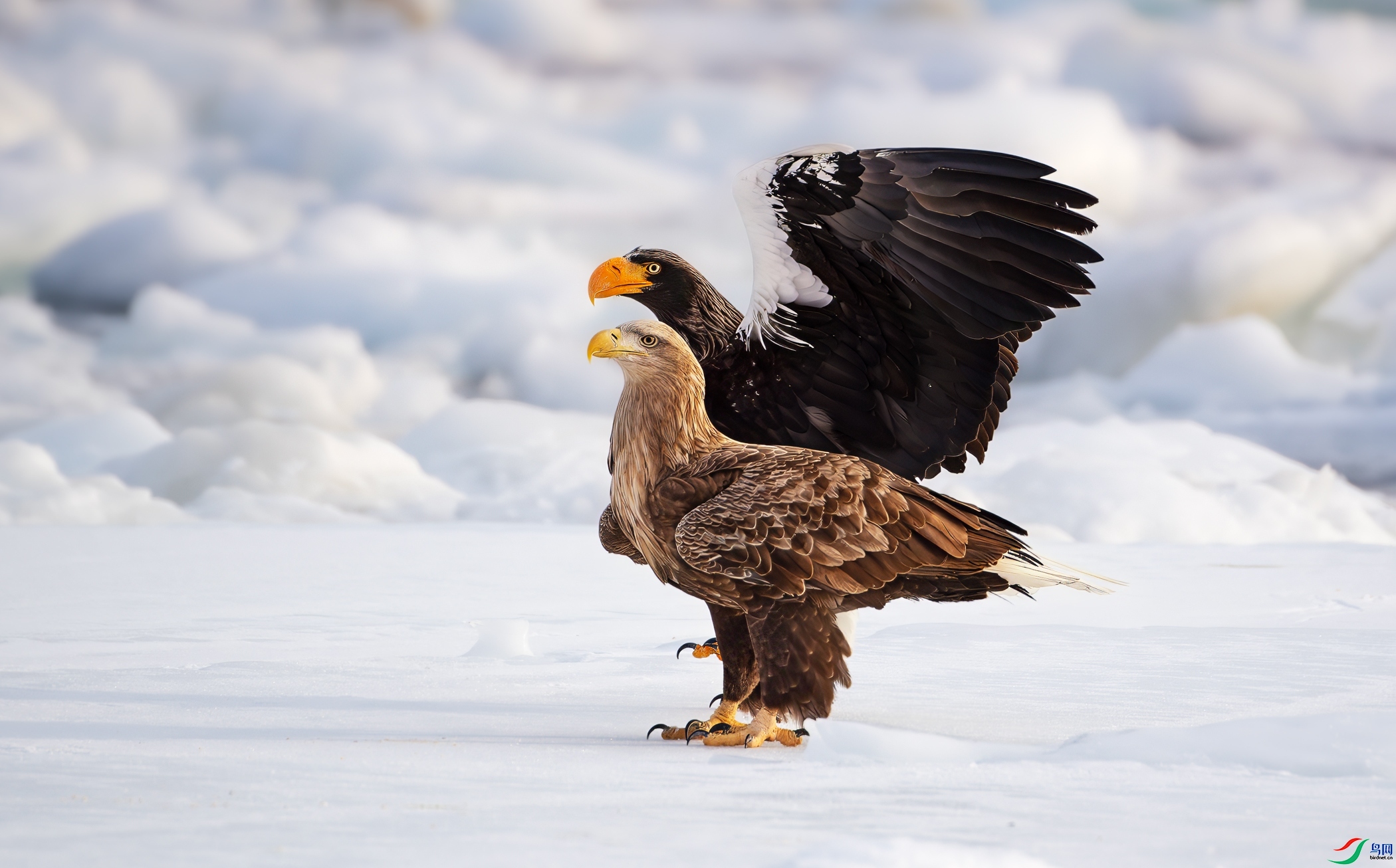 5.2 ����������ʦ��Ʒ  ���ܻ��  �ٻ�2024��5��2�հ�����ҳ����.jpg