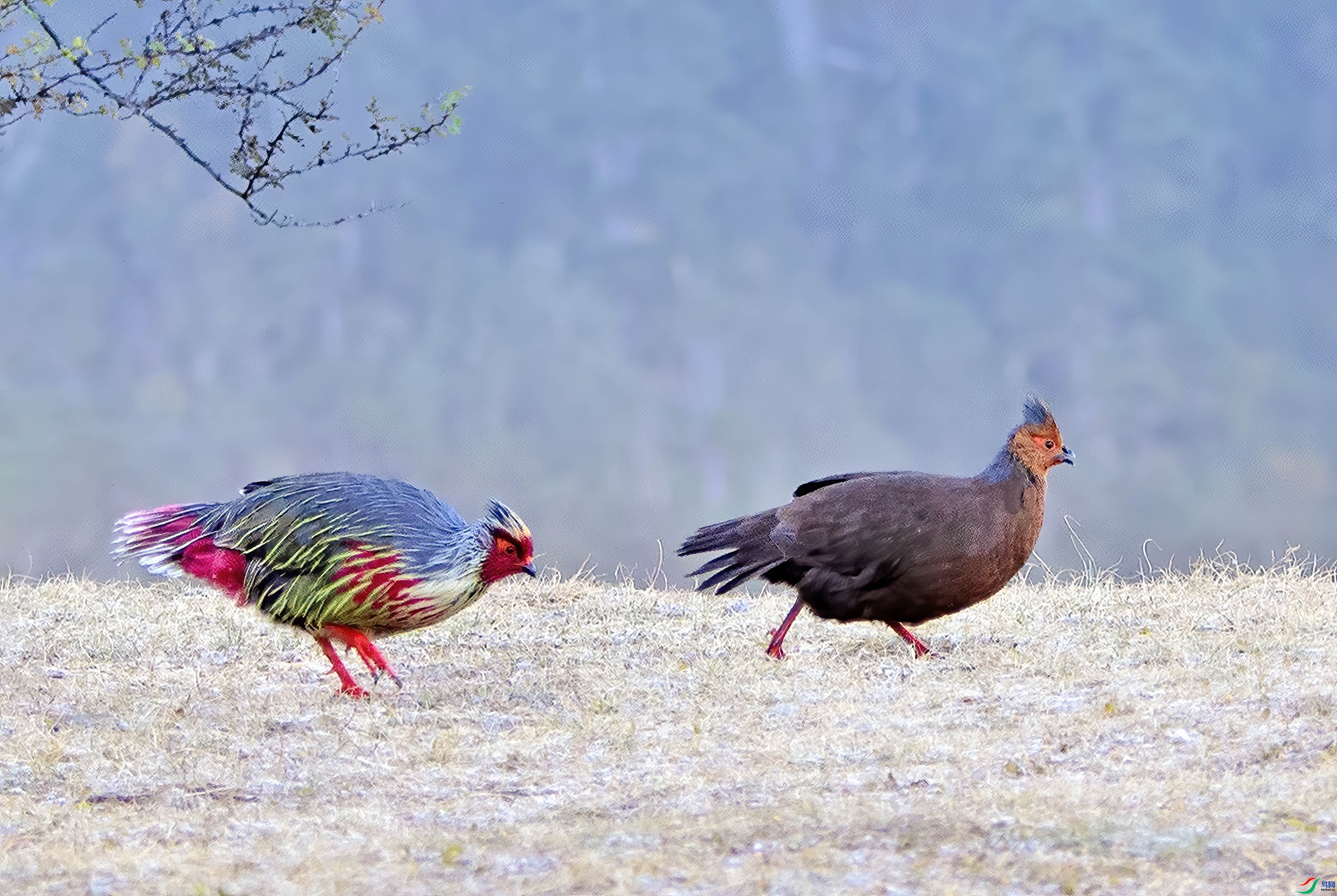 5.3 ����������ʦ��Ʒ  ��Ѫ����ǰ�ۺ�  �ٻ�2024��5��3�ջ�Ա��ҳ����.jpg