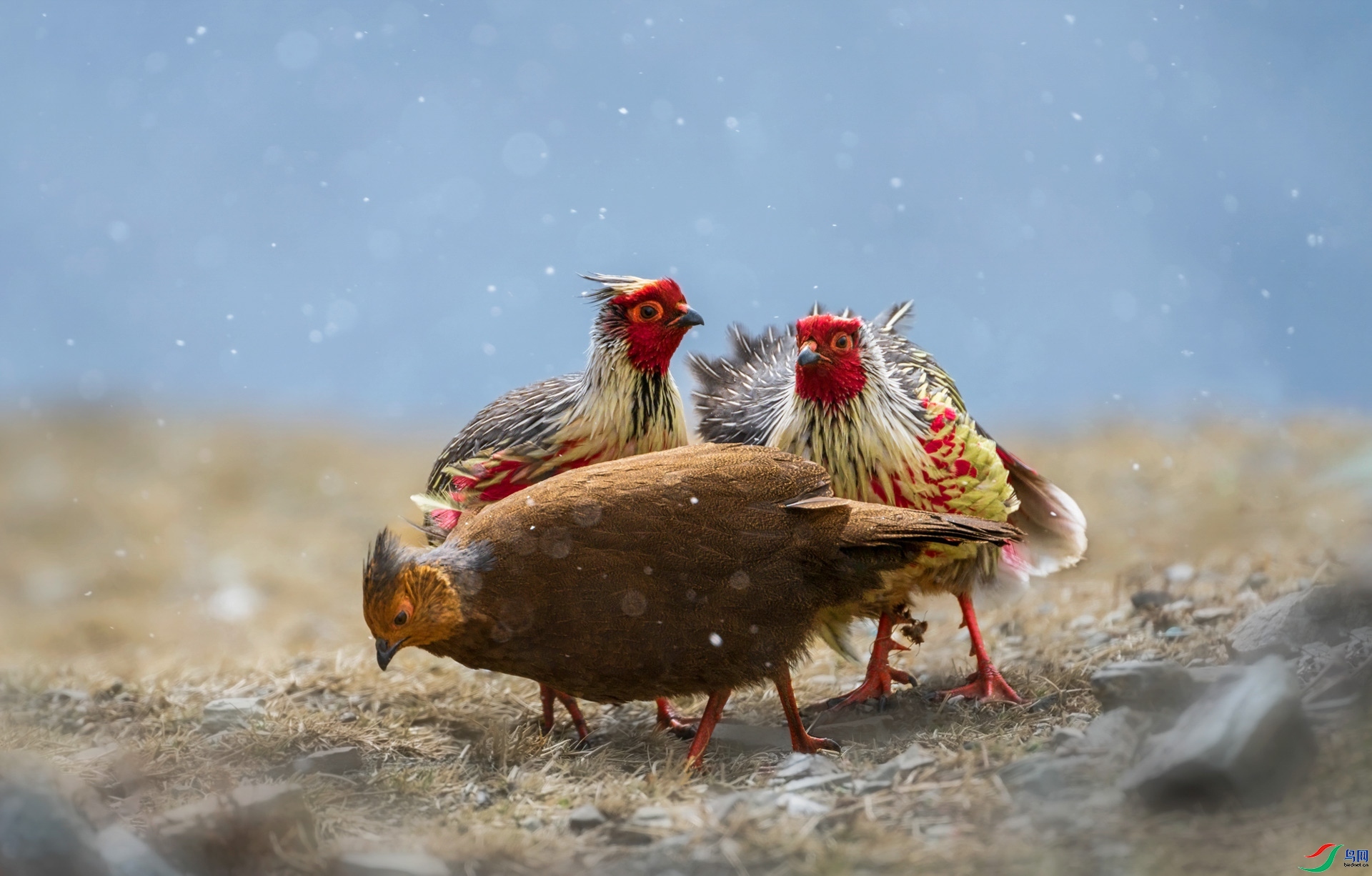 5.3 ѩ������ʦ��Ʒ  ˭�ҵ�ϱ��  �ٻ�2024��5��3��������ҳ����.jpg