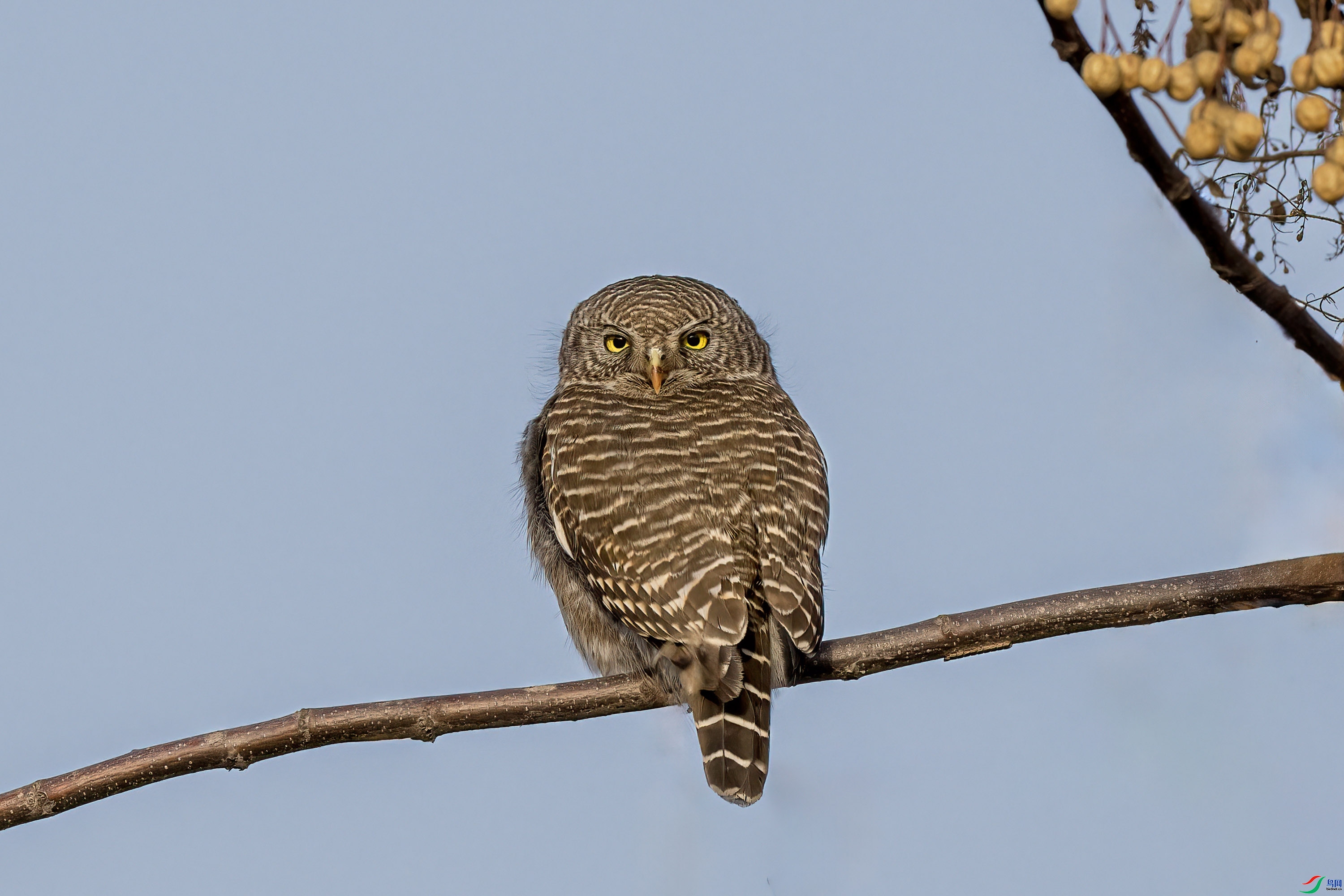 5.3 ������ʦ��Ʒ  ��ͷ��  �ٻ�2024��5��3��������ҳ����.jpg