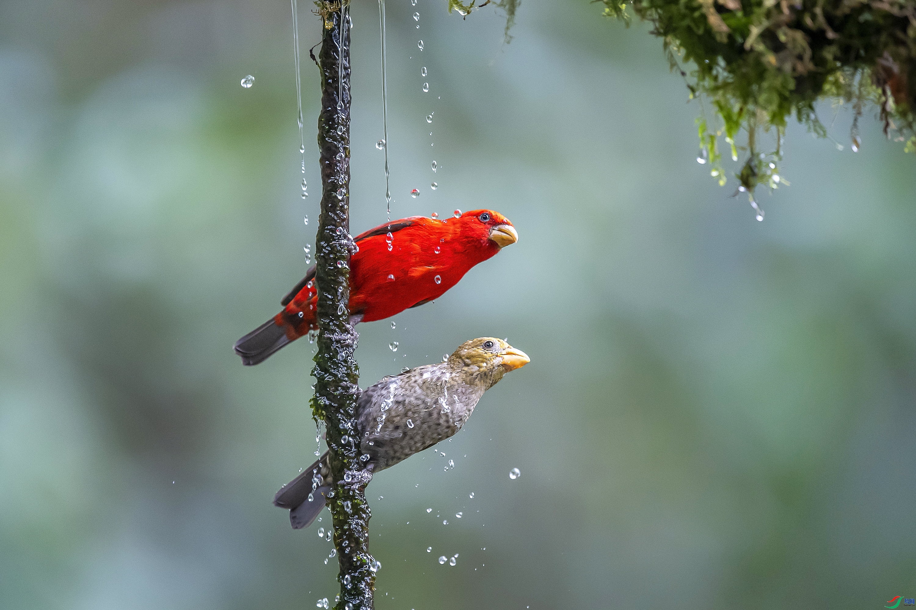 5.4 ����1183��ʦ��Ʒ  һ��Ѫȸ  �ٻ�2024��5��4�ջ�Ա��ҳ����.jpg