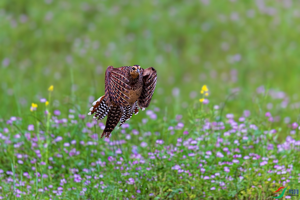 hndzR240417 (5058).jpg