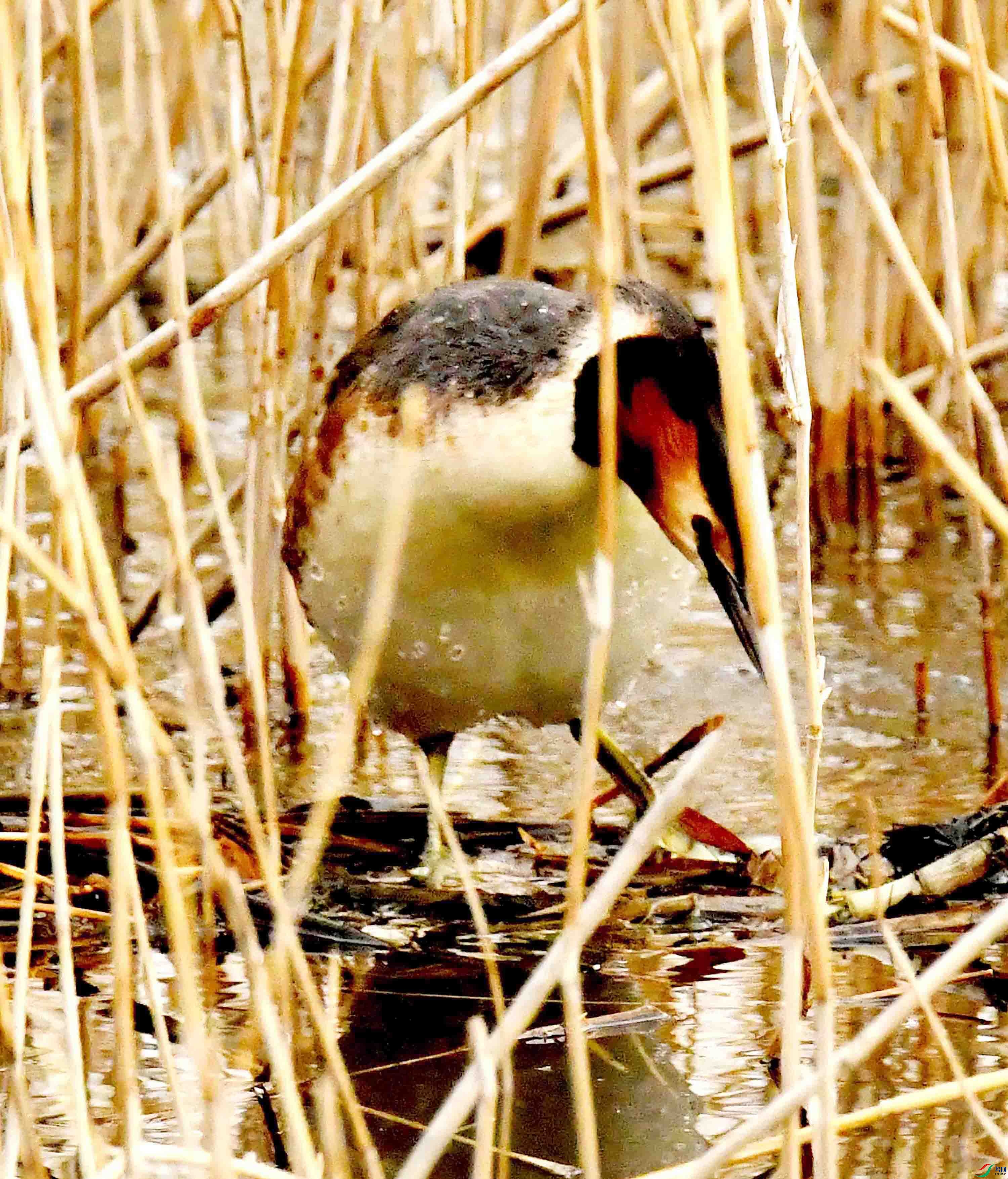 DSC_2799.JPG